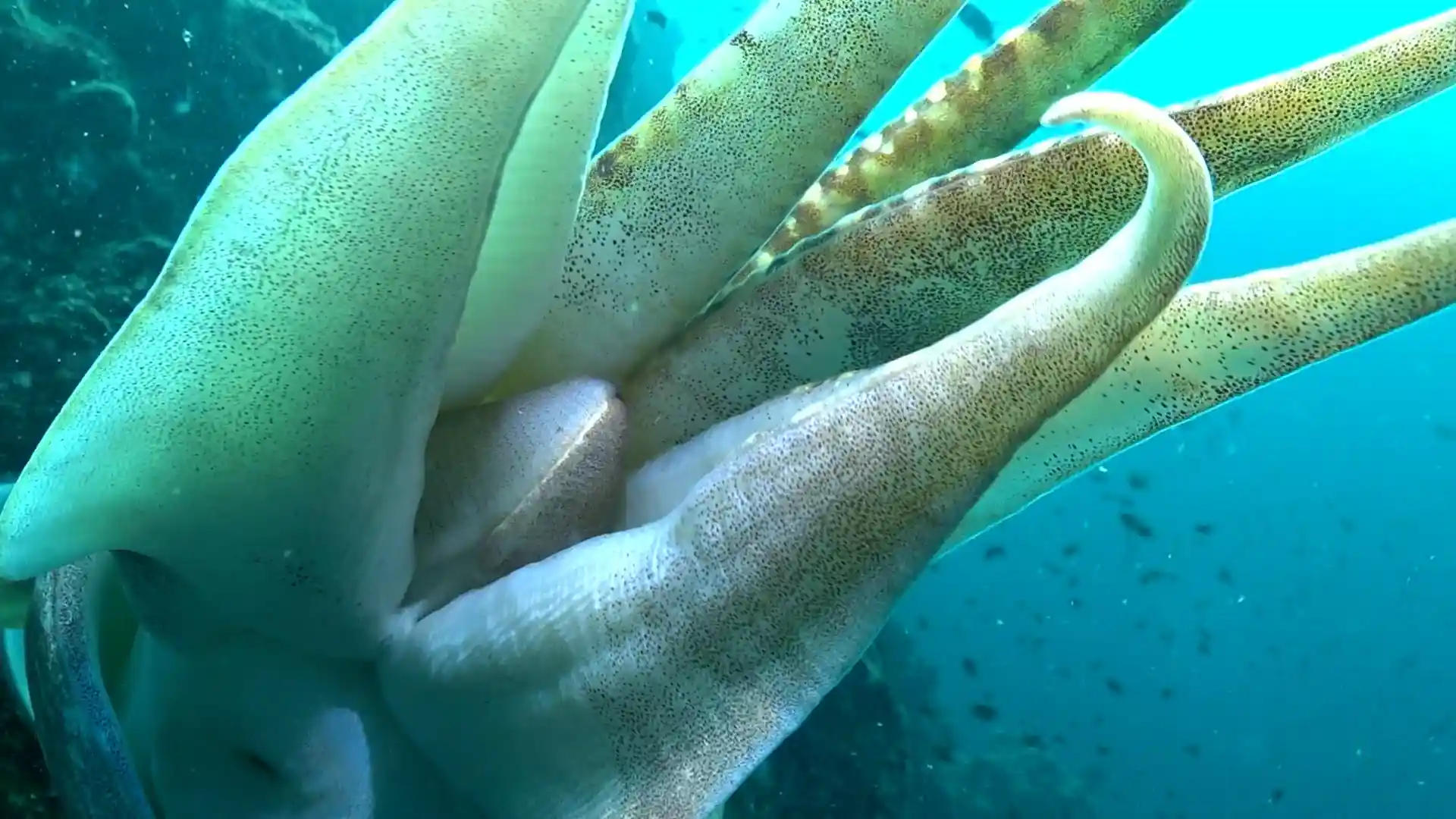 Dive shop photo