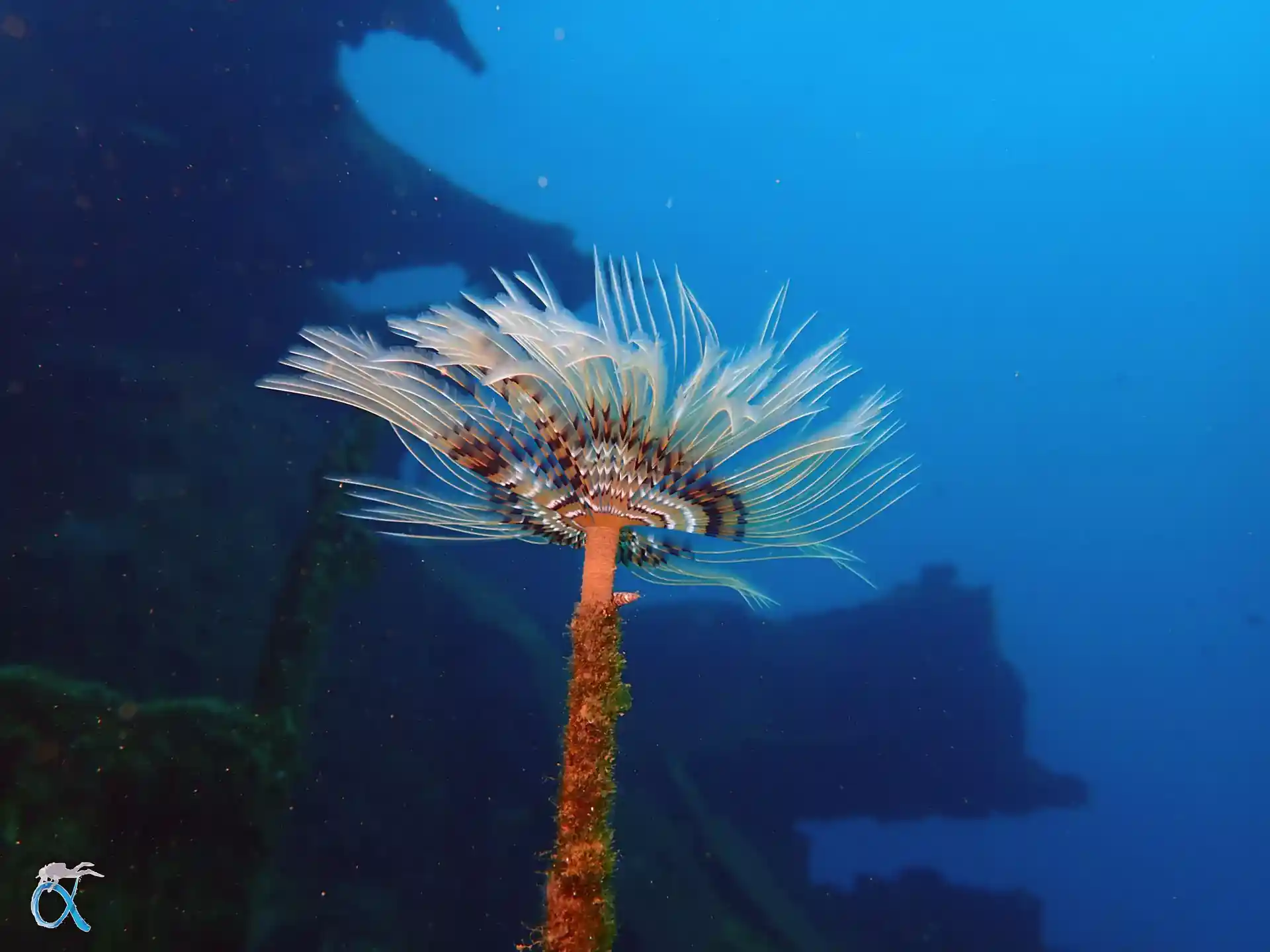 ダイビングサイトの写真