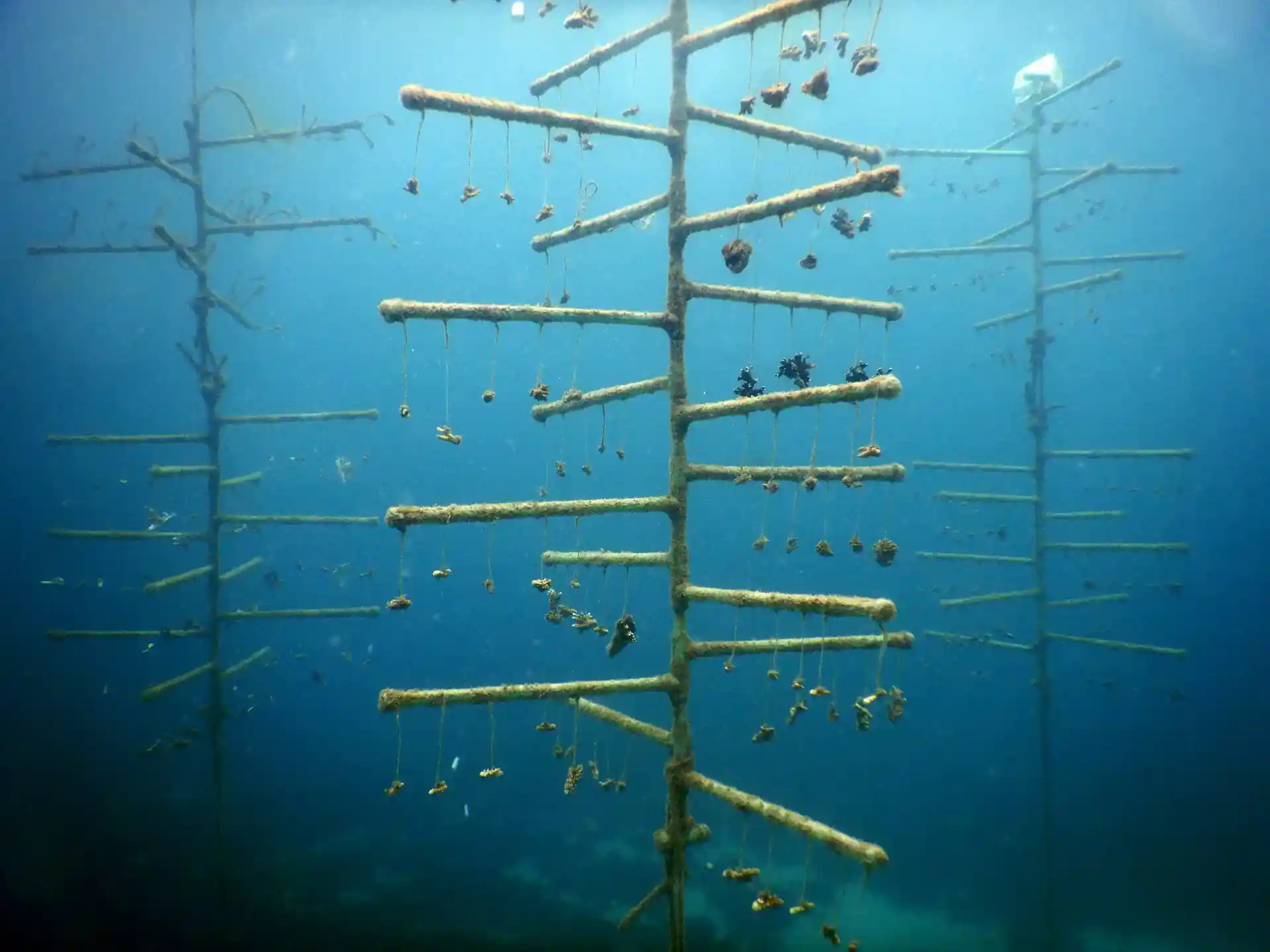 Dive site photo
