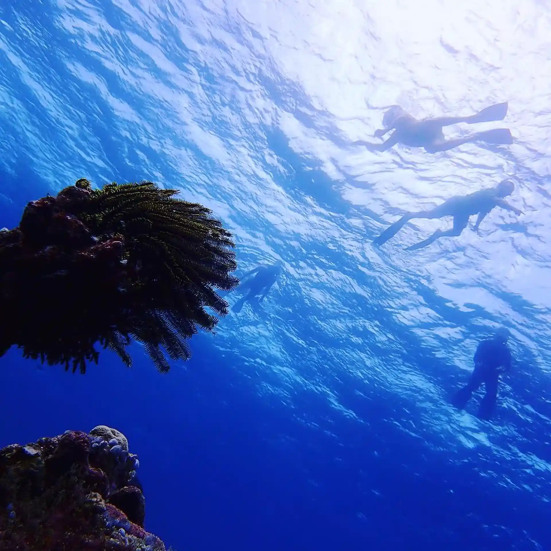 Snorkeling trip is guided by our PADI professional(s)