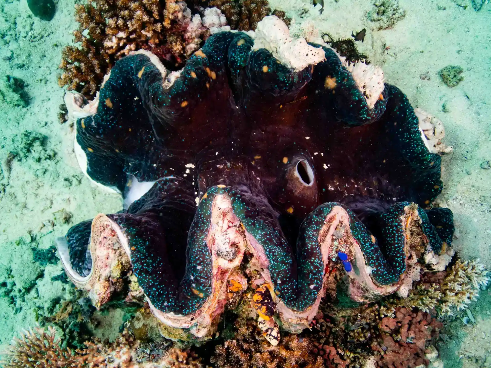 Foto del sitio de buceo