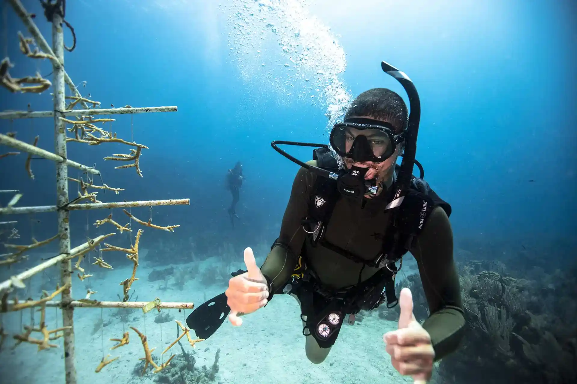 Diver next to coral restauration project
