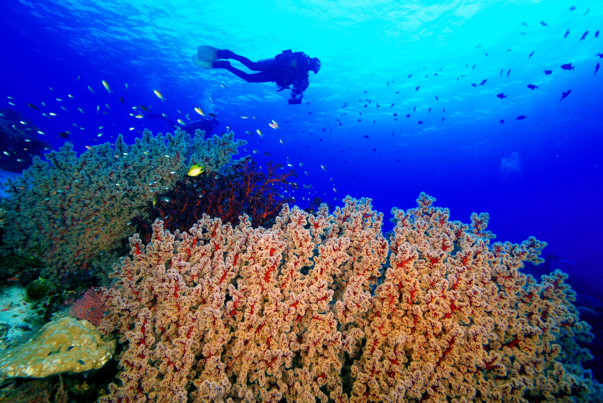 See turtles while on Liveaboard MV DISCOVERY PALAWAN