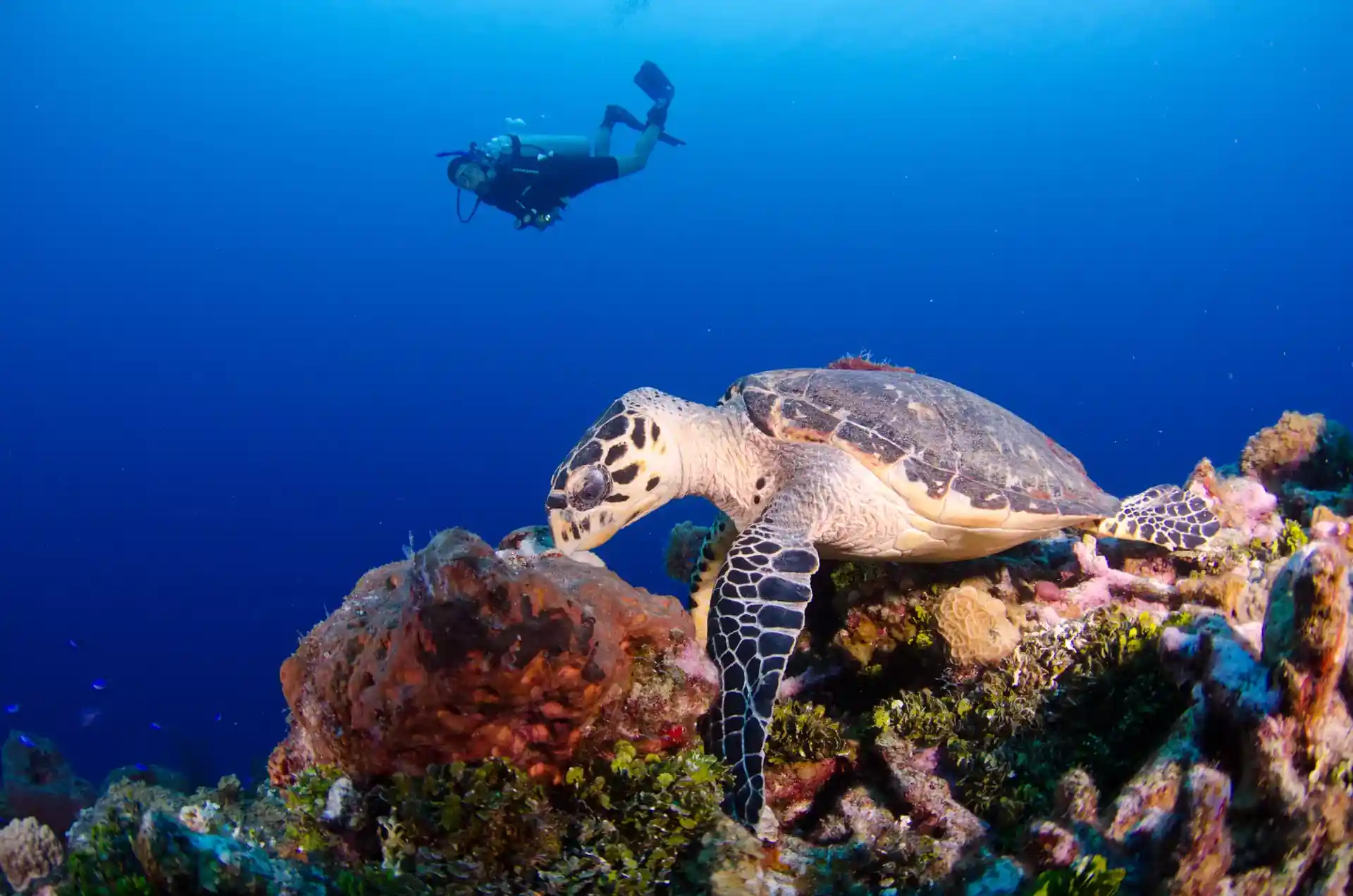Dive site photo