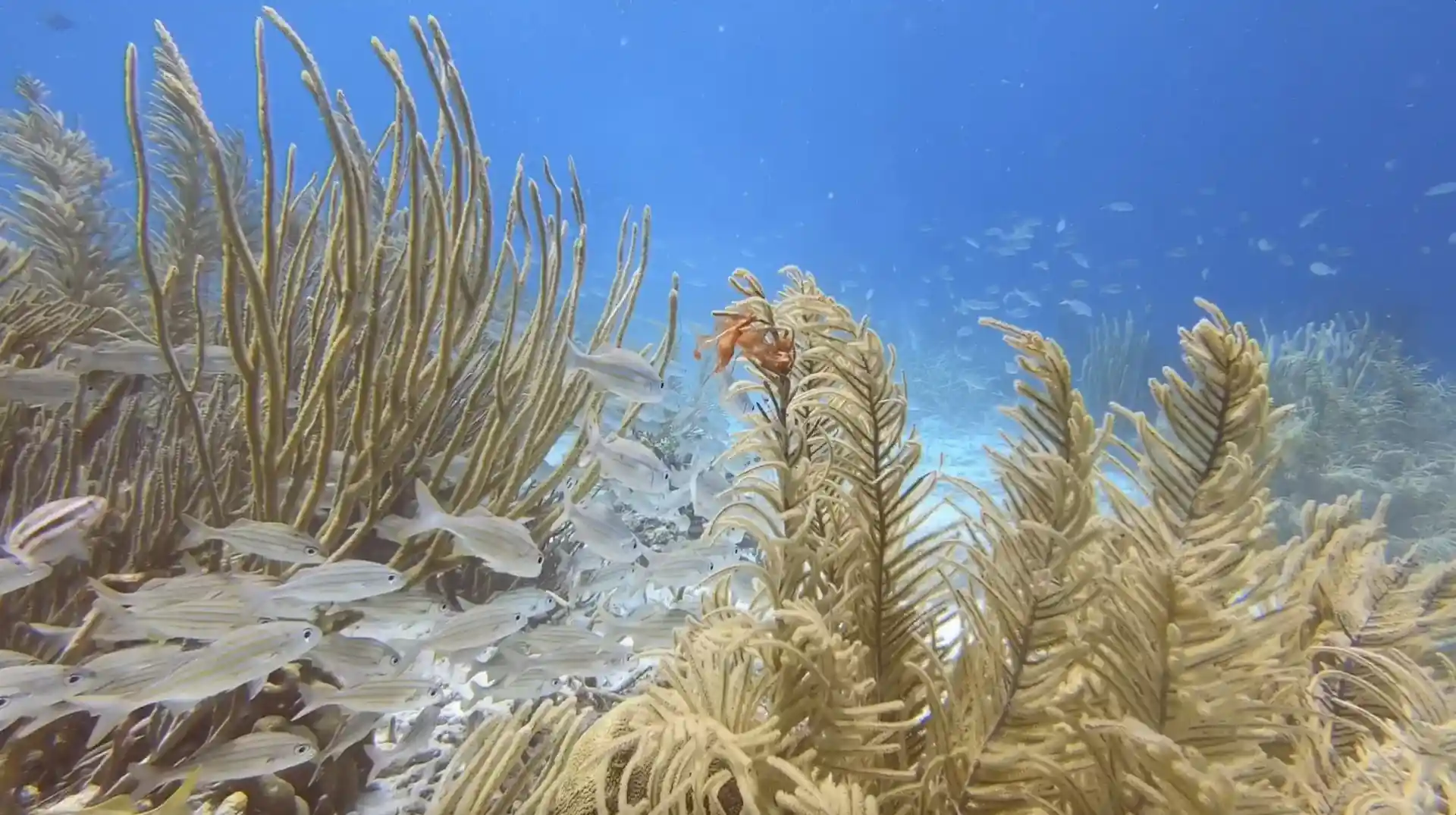Foto del sitio de buceo
