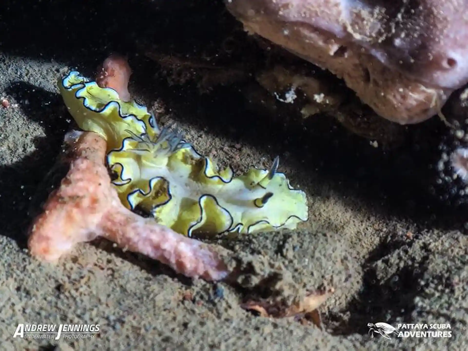 ダイビングサイトの写真