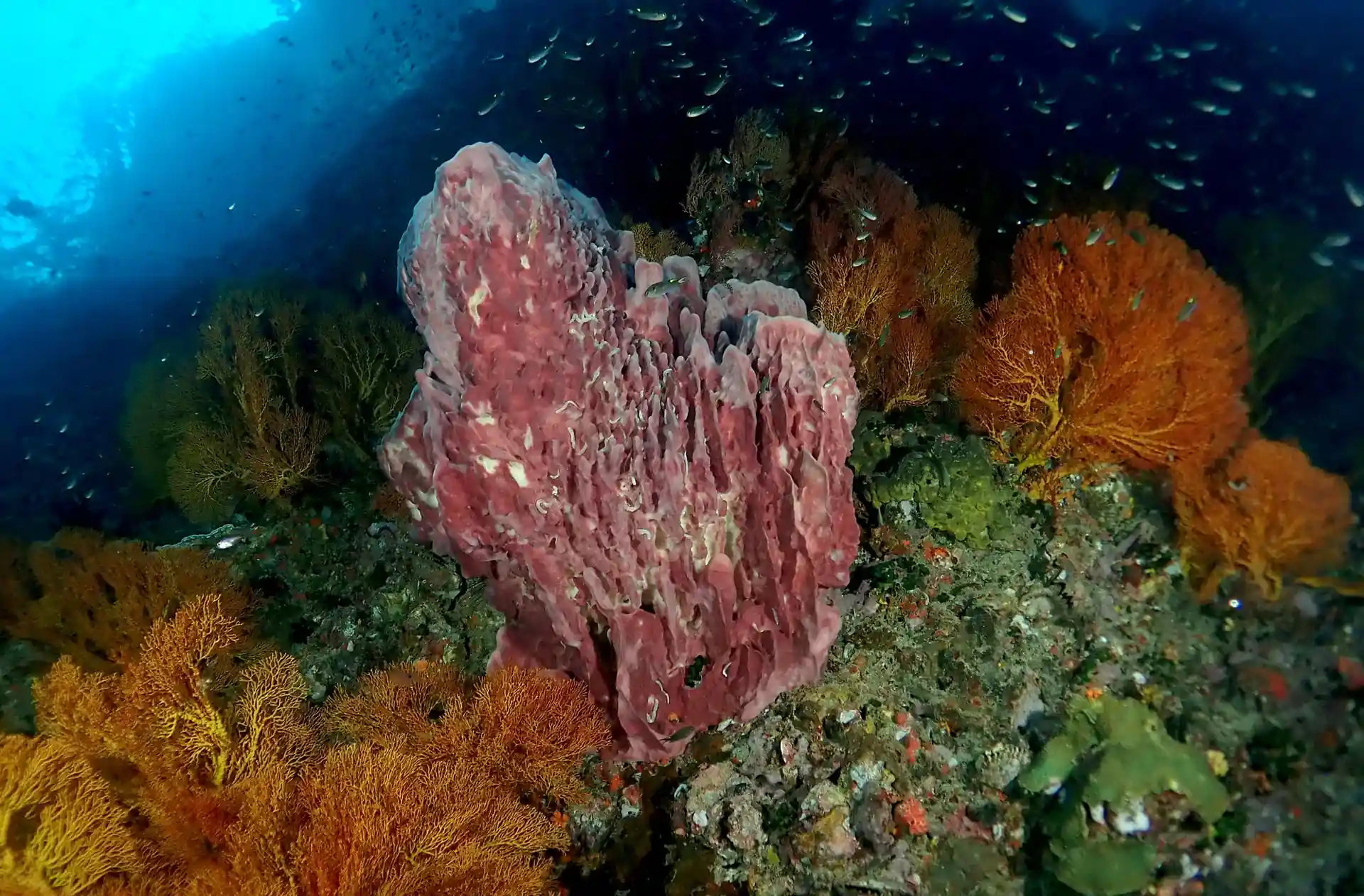 다이빙 포인트 사진