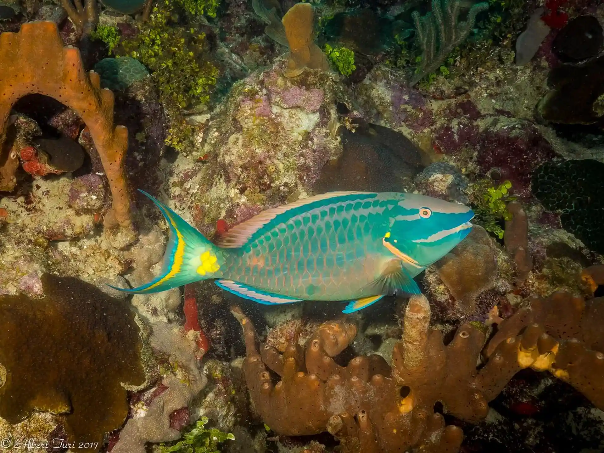 Important reef fish, the parrot fish.