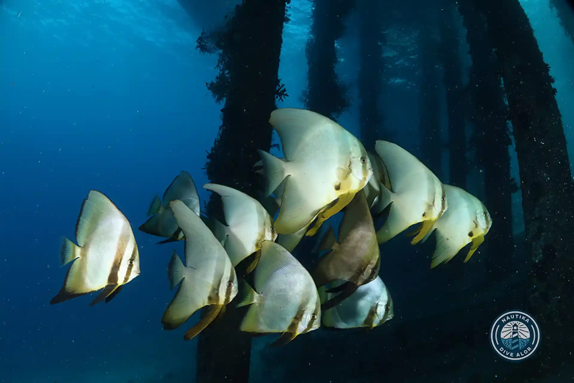 Dive site photo