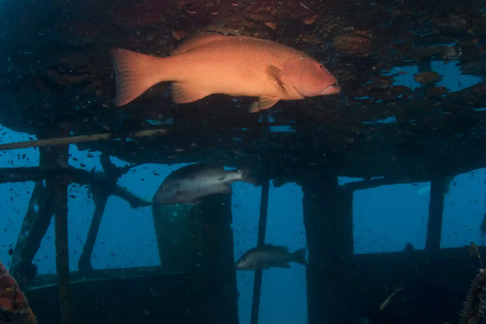 ダイビングサイトの写真