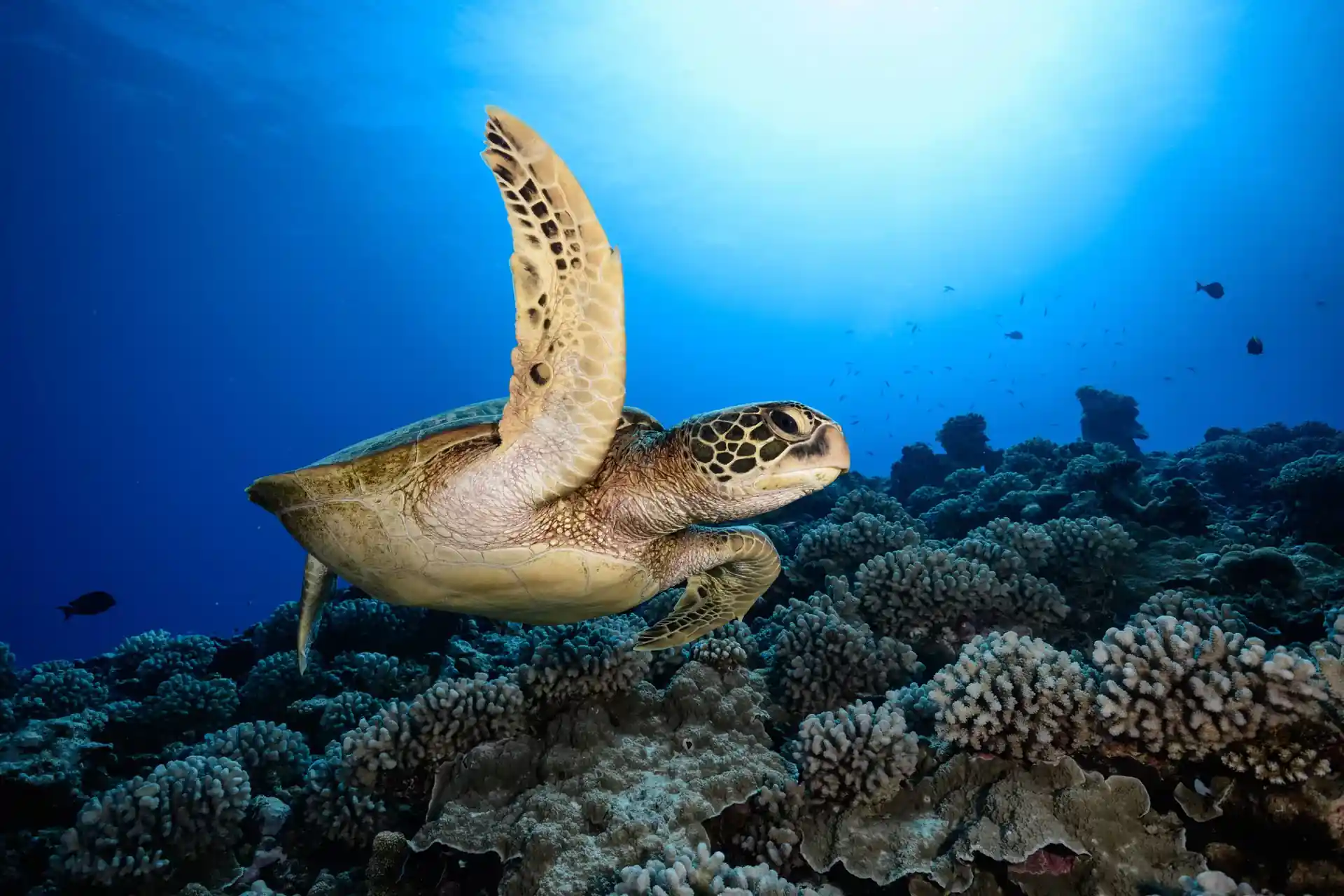 Dive shop photo