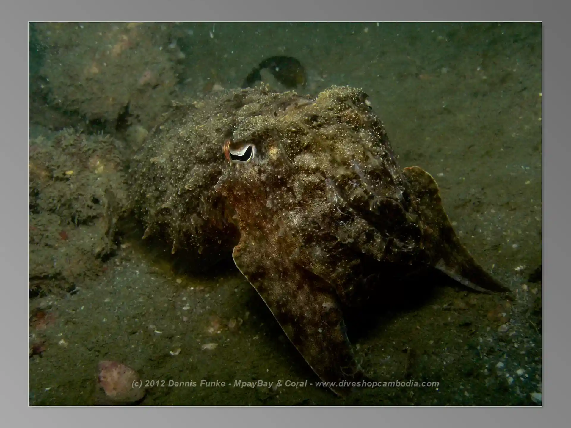 다이빙 포인트 사진