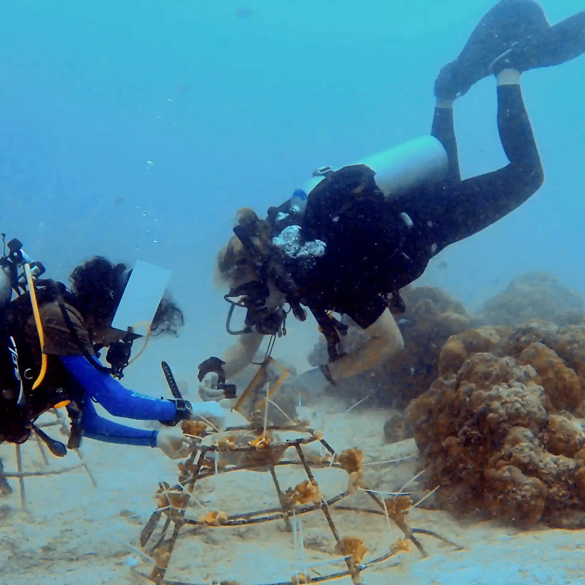 Aqua Dive Naifaru Coral Garden