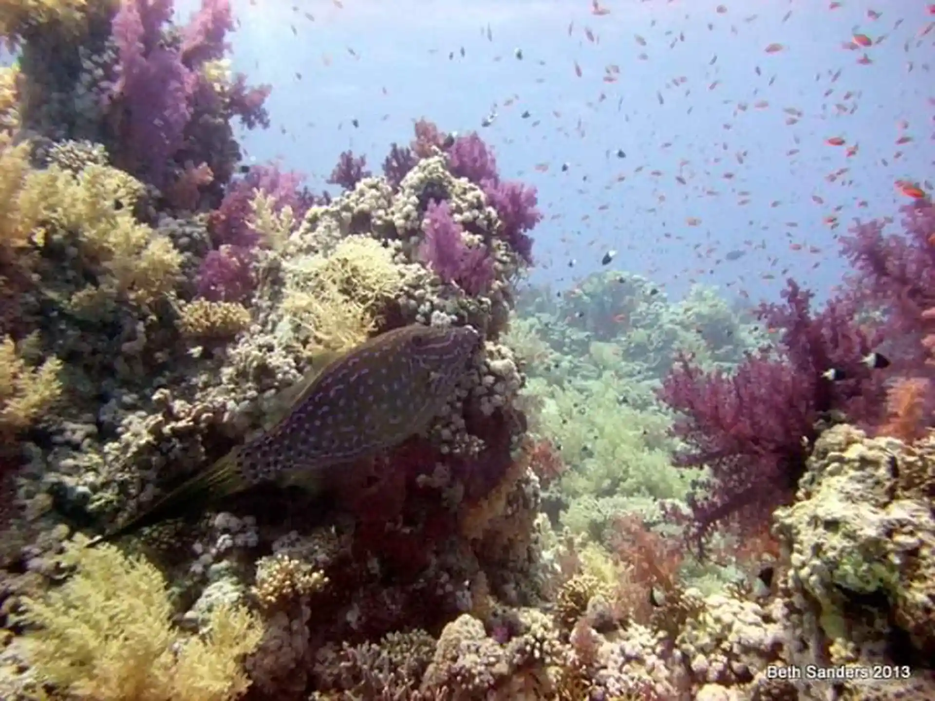 Kaleidoscopic corals at Ras Mohamed National Park