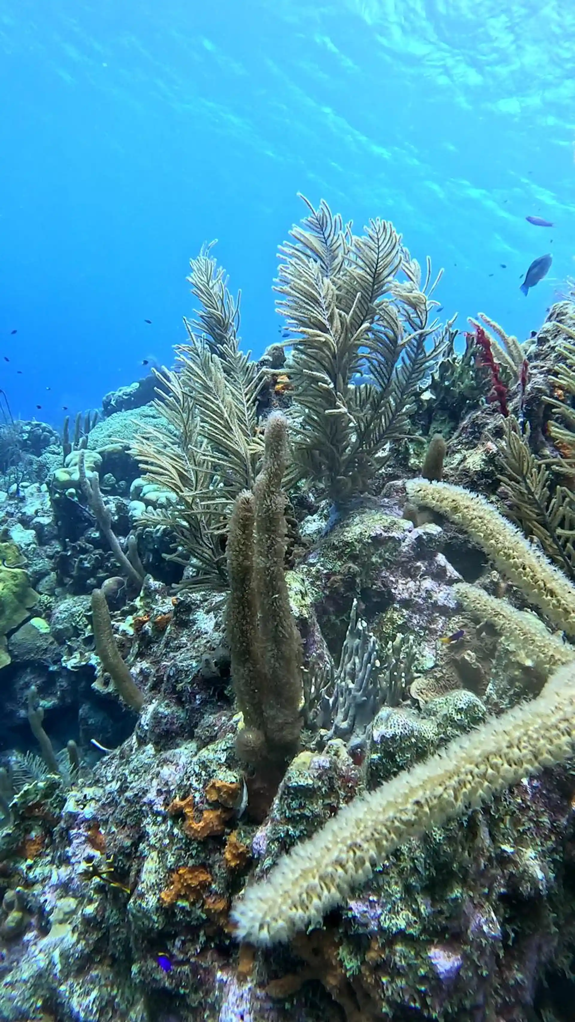 Foto van de duiklocatie