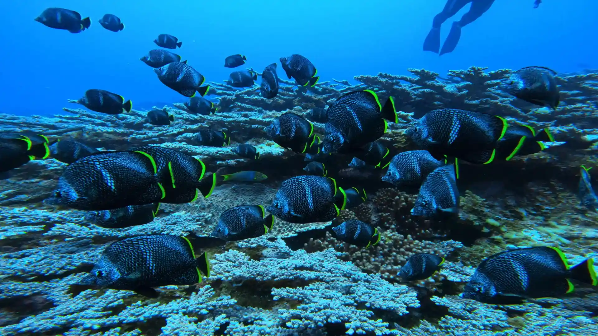 日本固有種のユウゼンの群れ