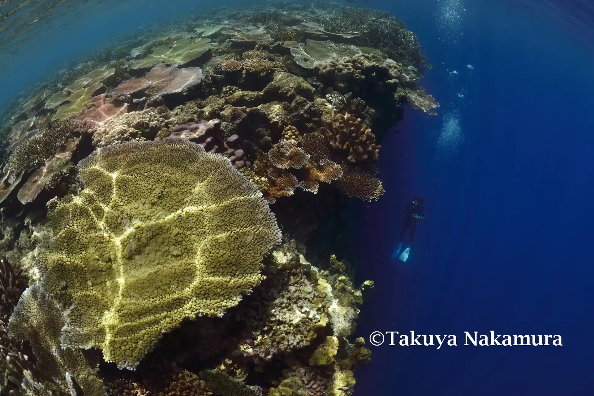 Photo du site de plongée