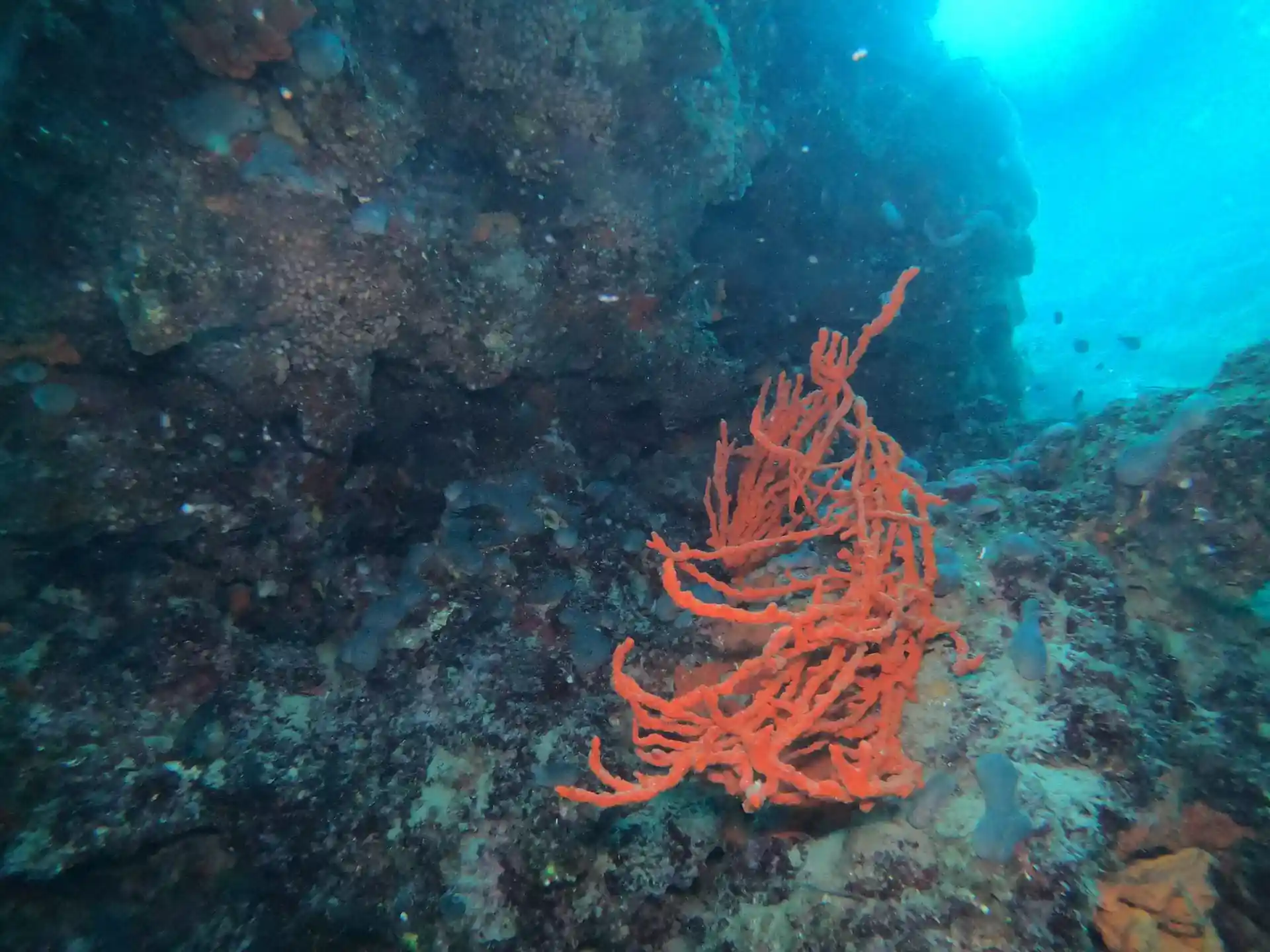 ダイビングサイトの写真