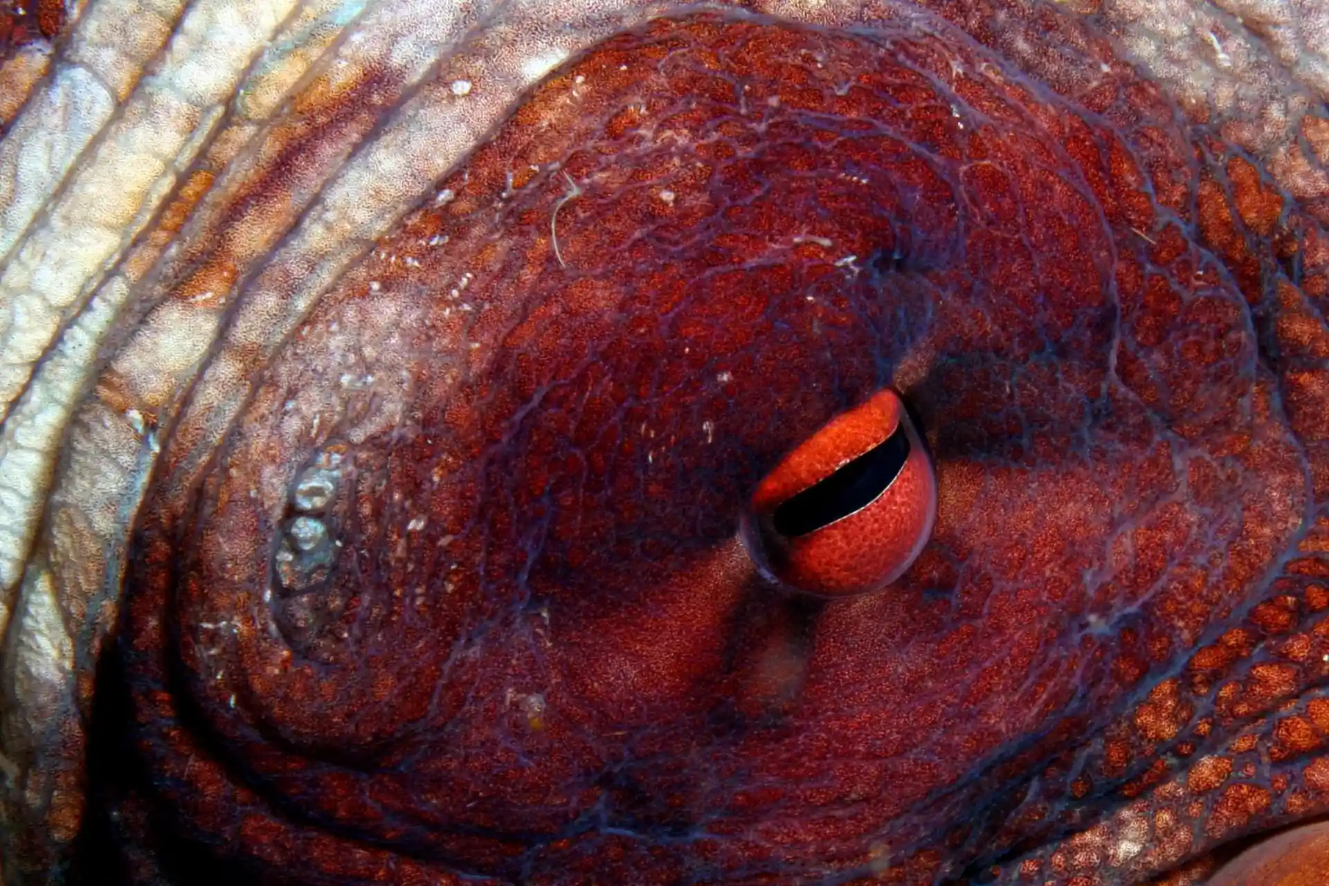 Photo du site de plongée