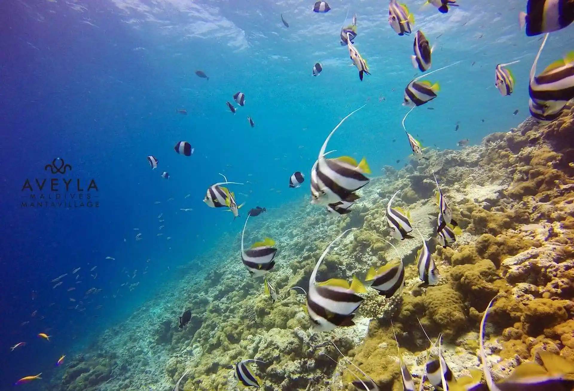 Dive shop photo