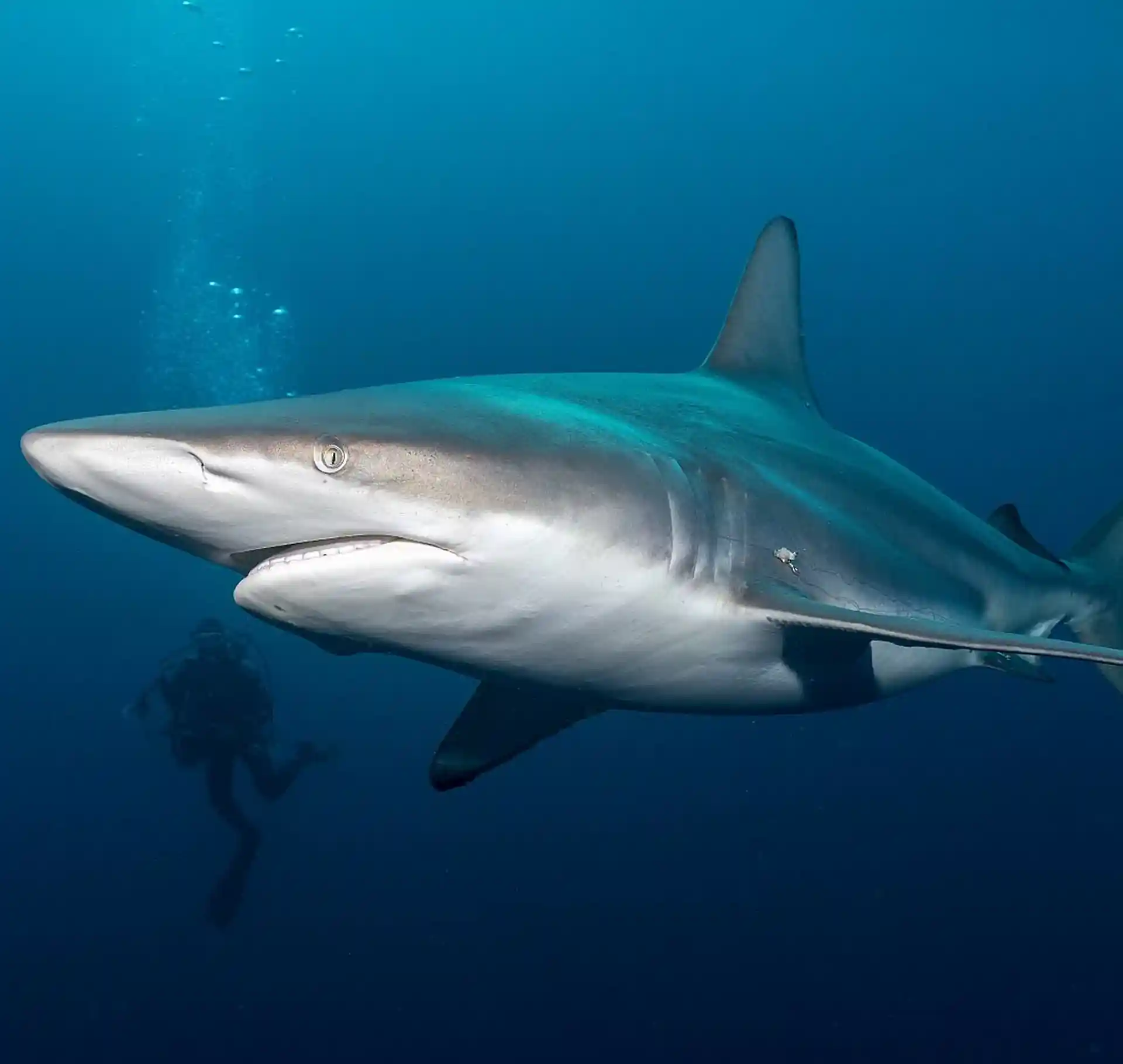 ダイビングサイトの写真