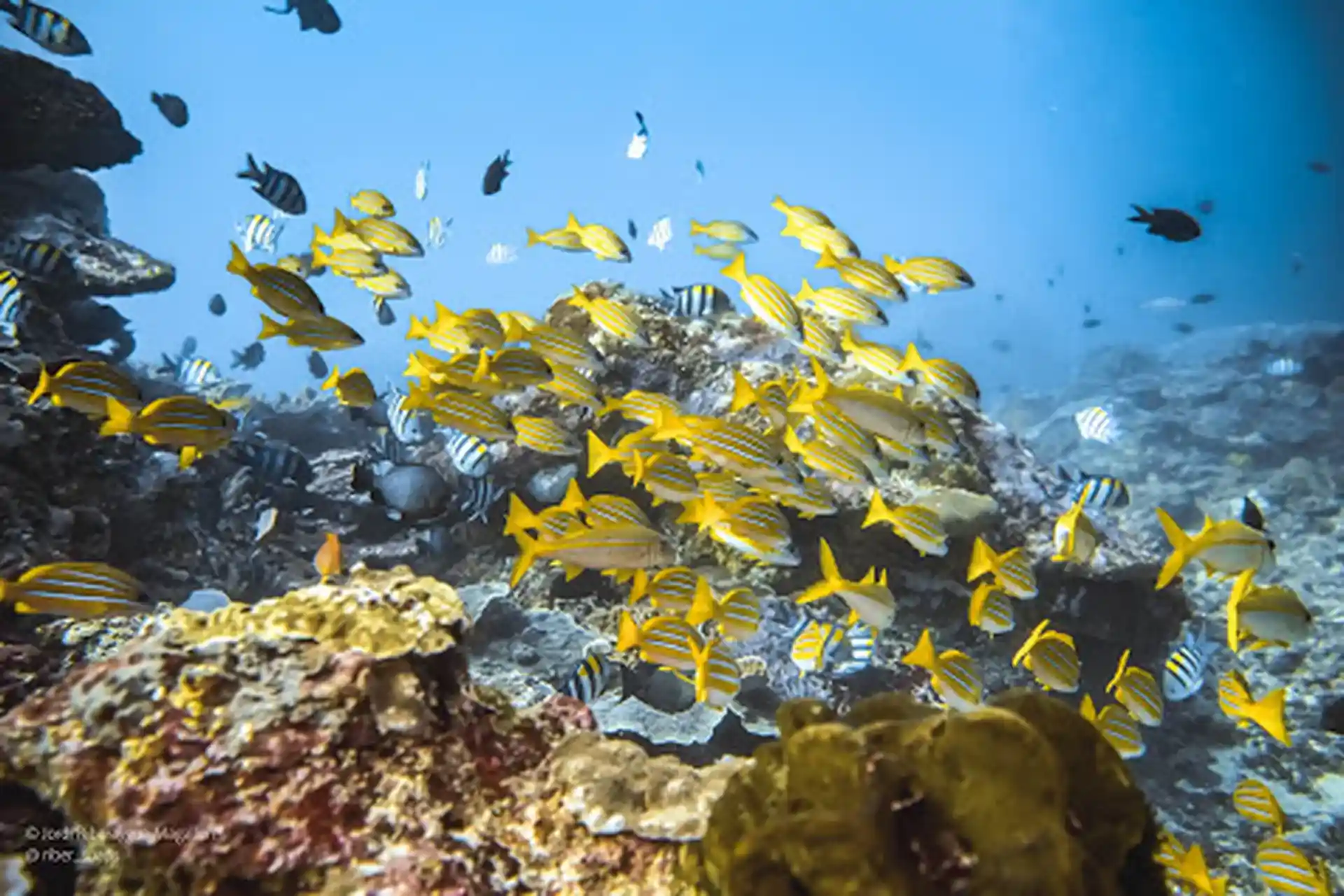 Aperçu sous-marin spécialement pour vous! Nemo, monsieur la tortue et les raies Manta vous attendent!