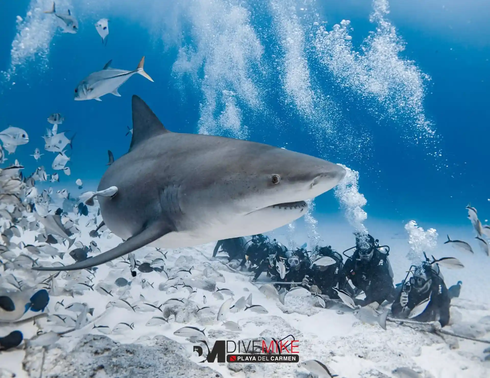 Dive site photo