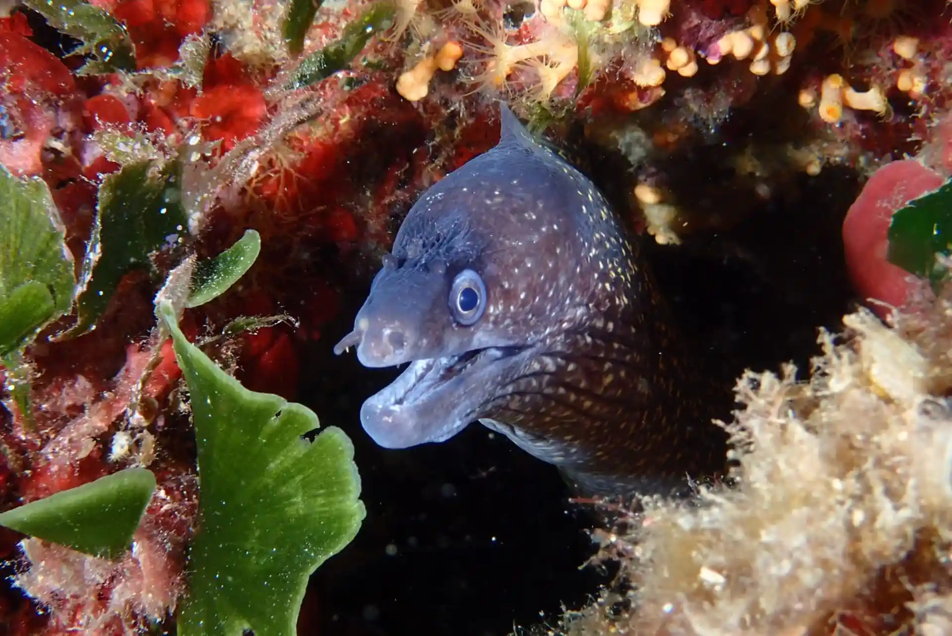 Photo du site de plongée