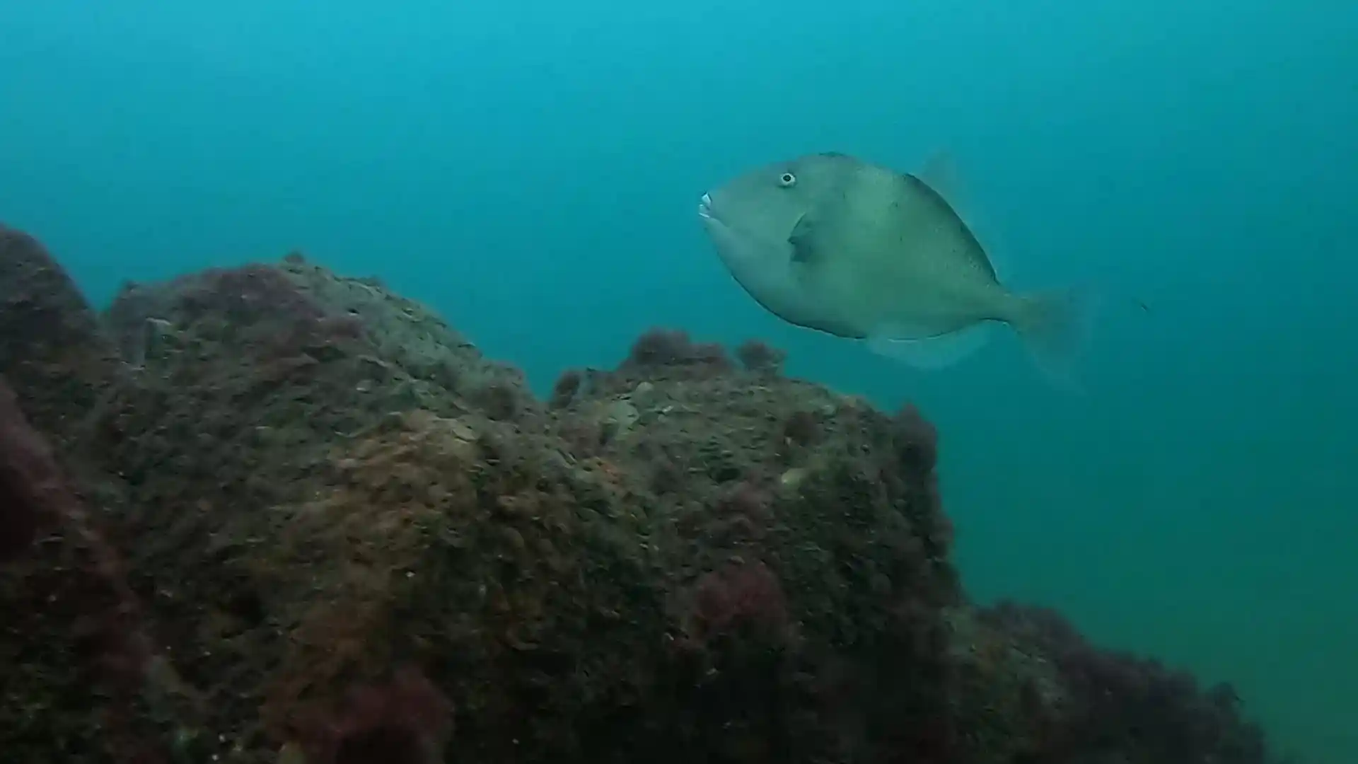 Photo du site de plongée