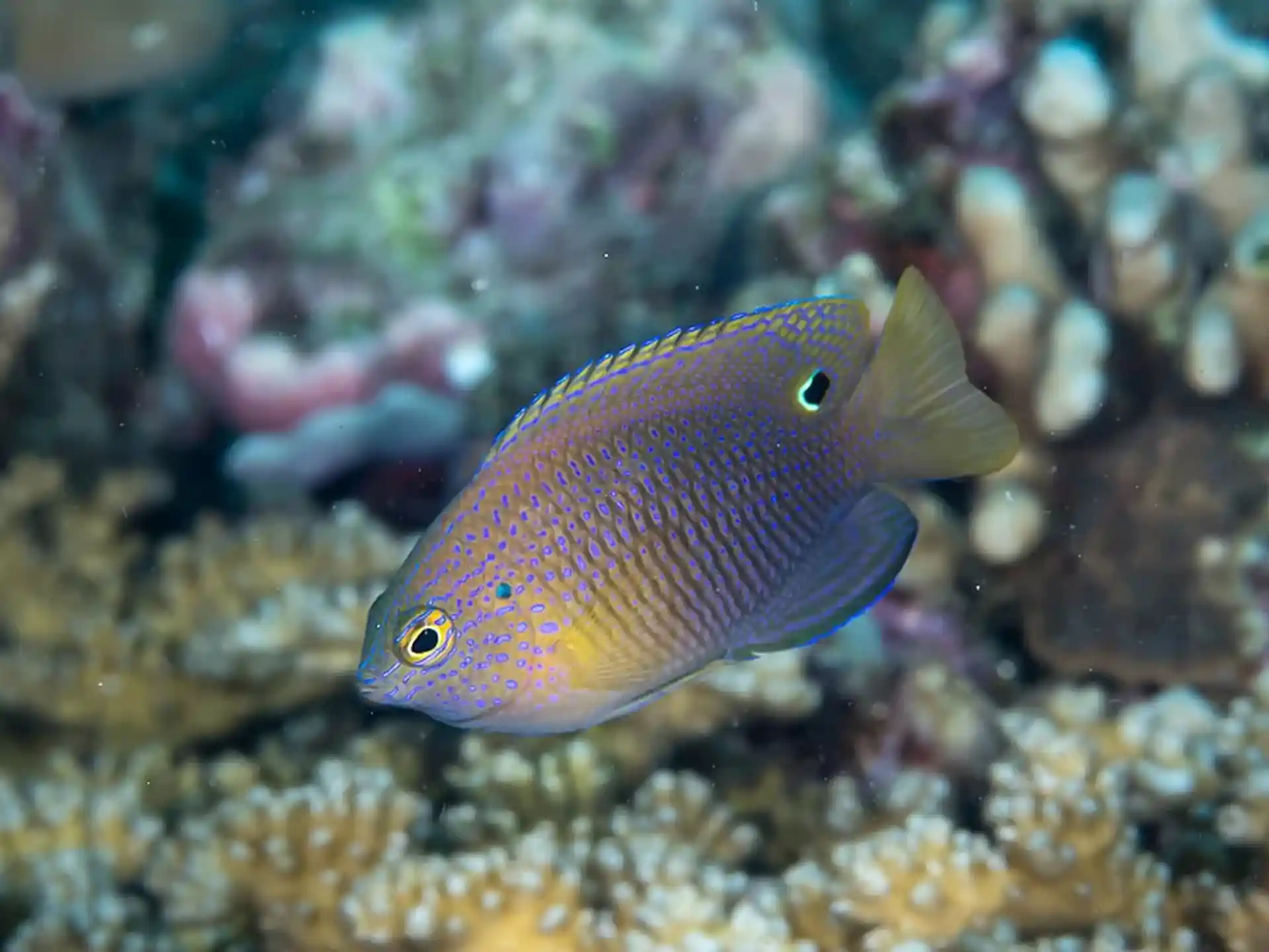 Dive site photo