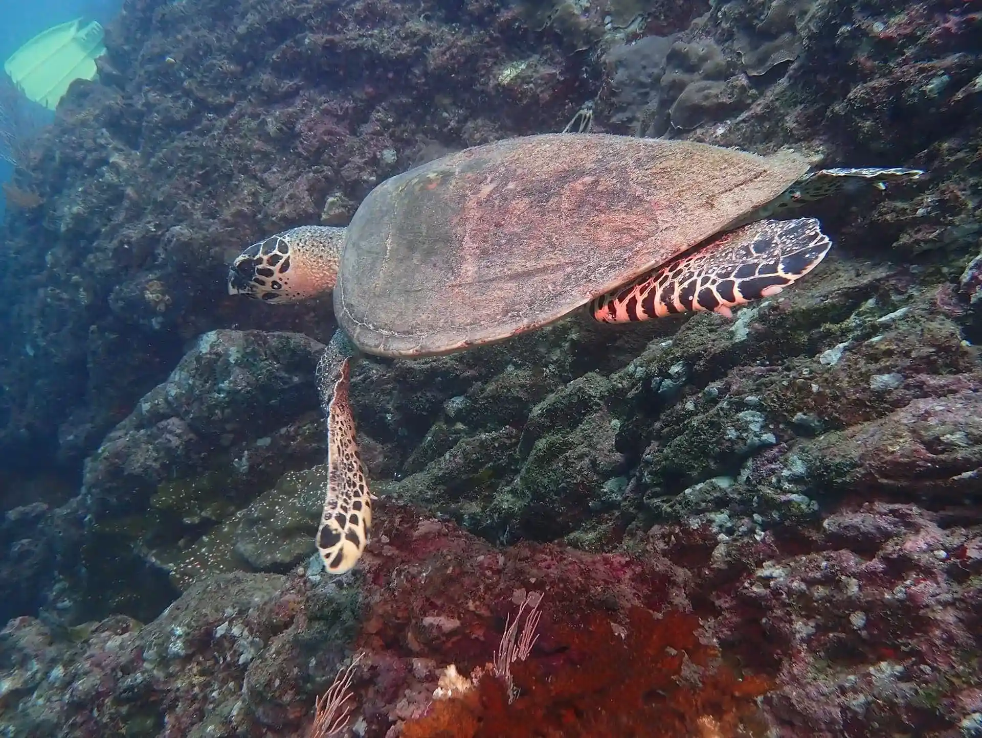 Photo du site de plongée