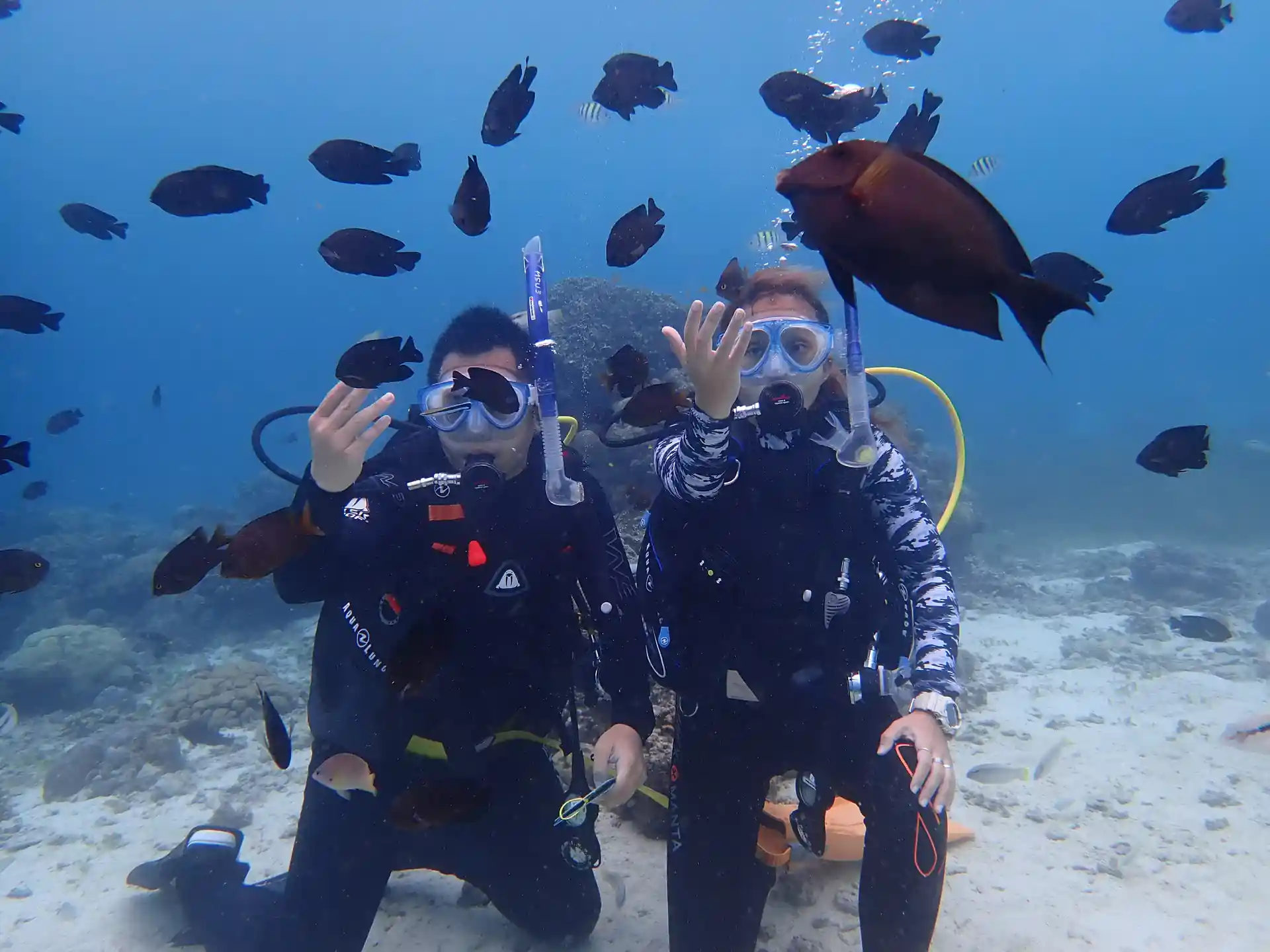 Completing Open Water training dives surrounded by schools of vibrant fish—an unforgettable first step into the underwater world.
