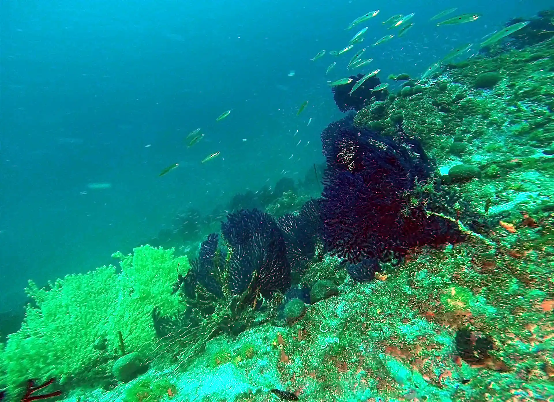Dive site photo