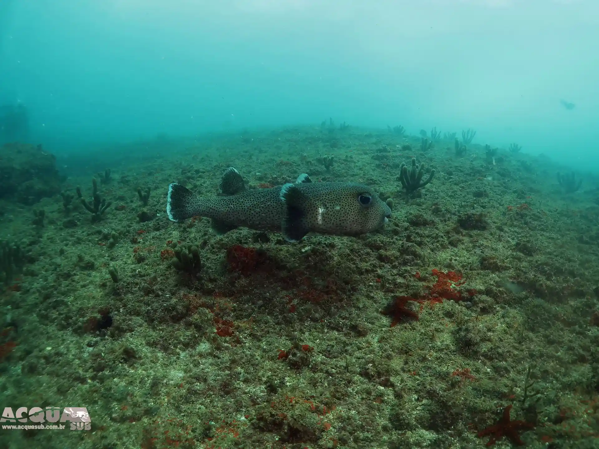 Dive site photo