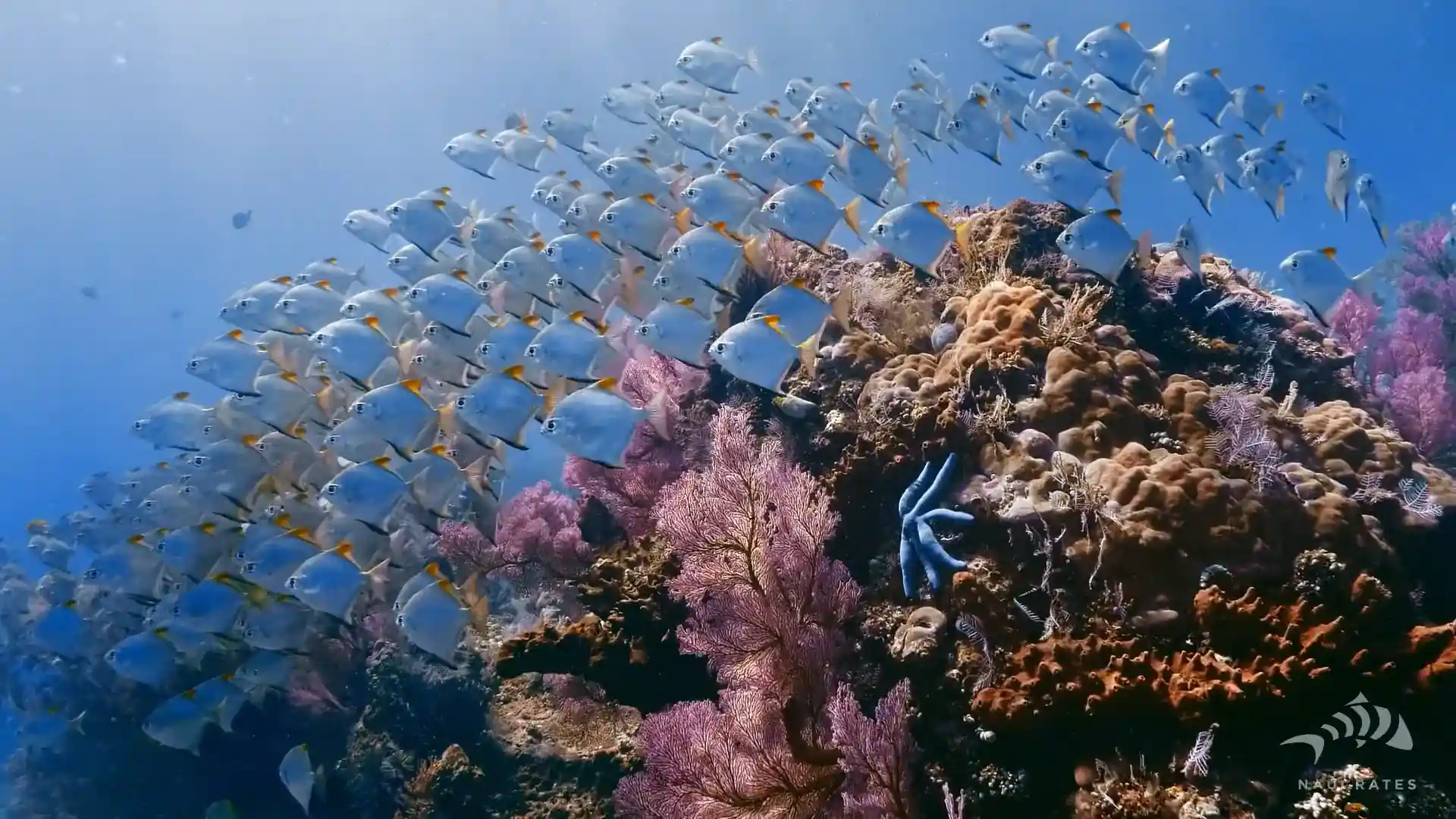 Coral reef Jemeluk Bay.