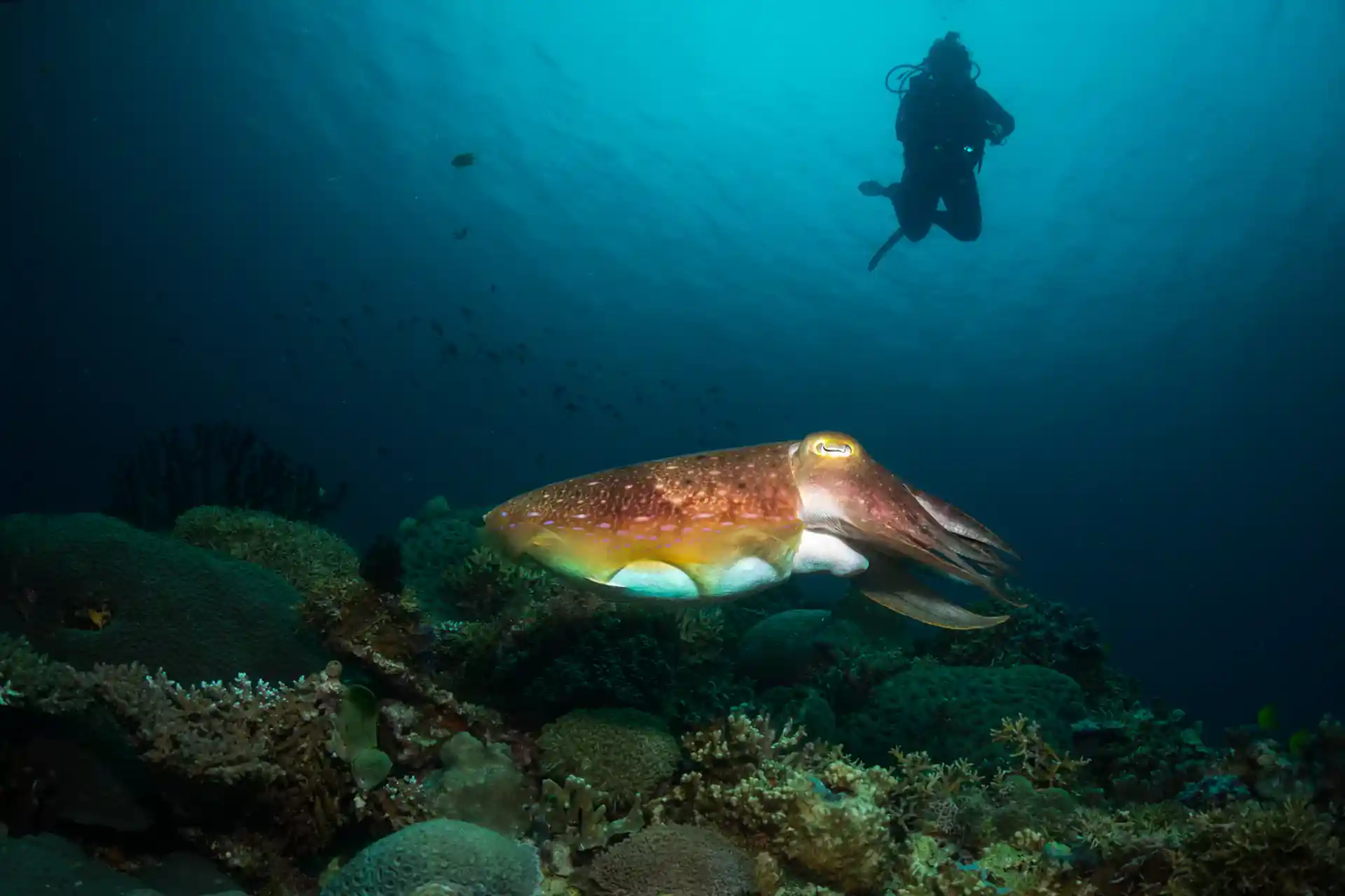 Foto del sitio de buceo