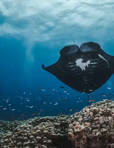 Picture: PADI Eco Center: Liveaboards & Resorts