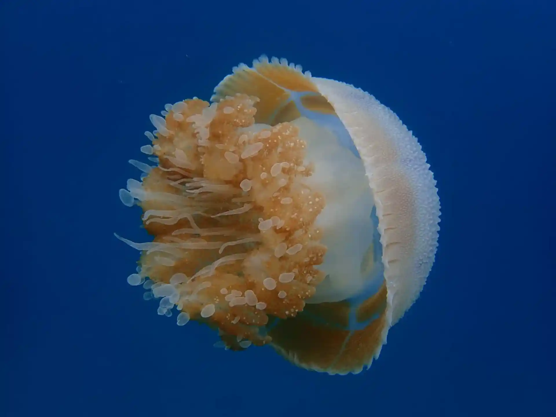 다이빙 포인트 사진