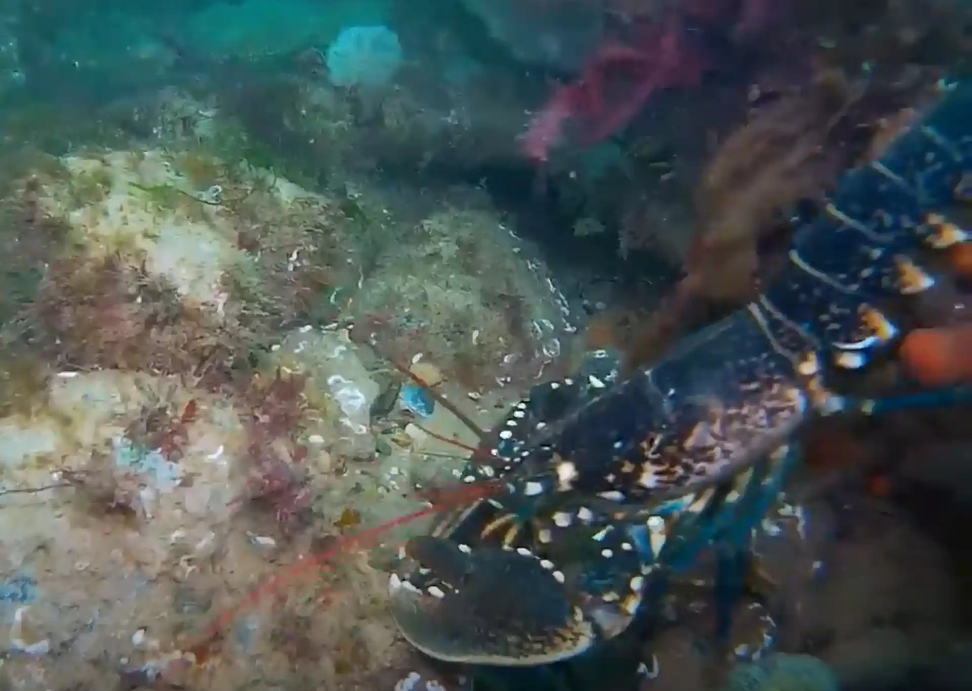 ダイビングサイトの写真