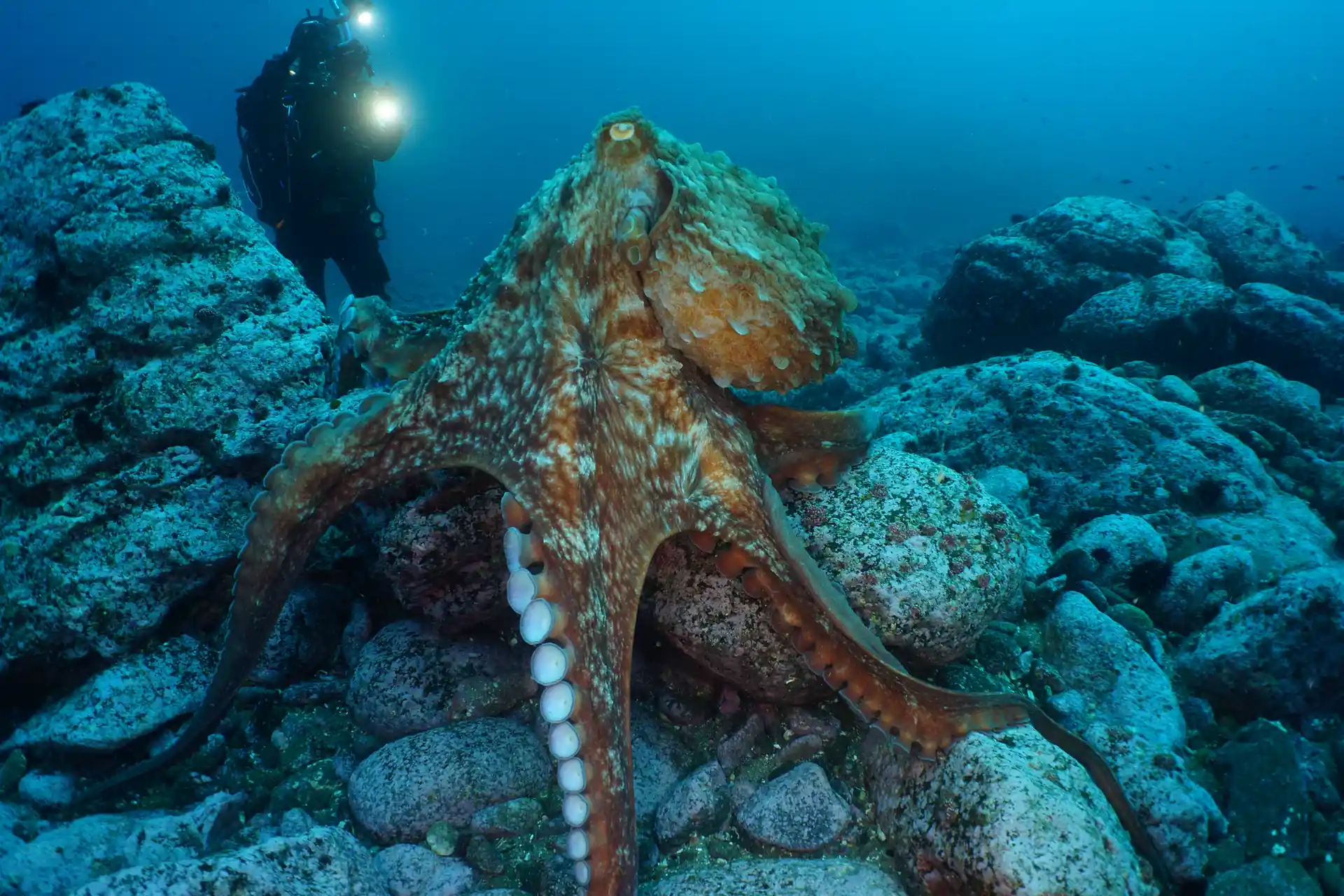 Dive shop photo