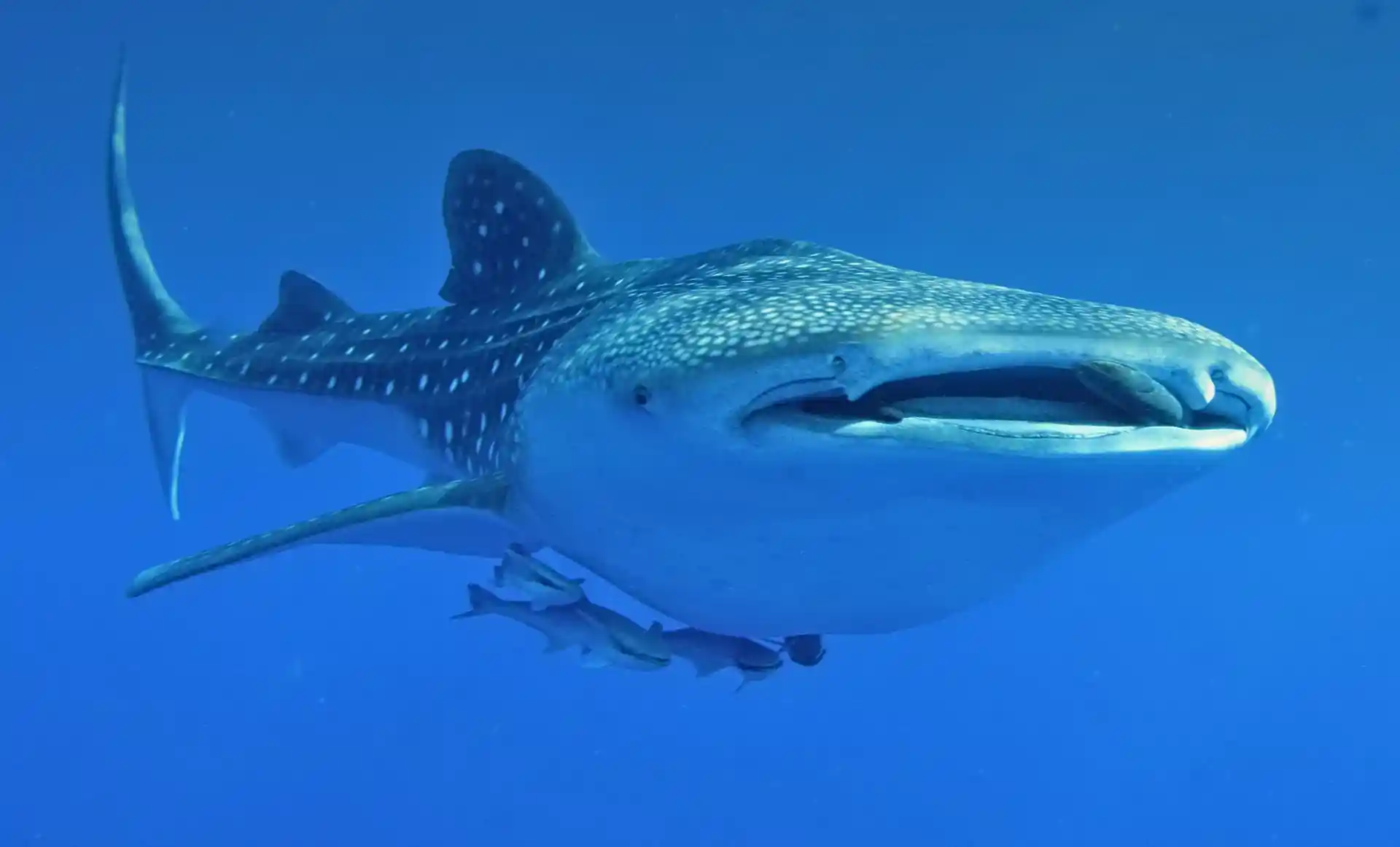 Whale Sharks are the worlds biggest fish, and can grow up to and beyond 5-6 metres in length.