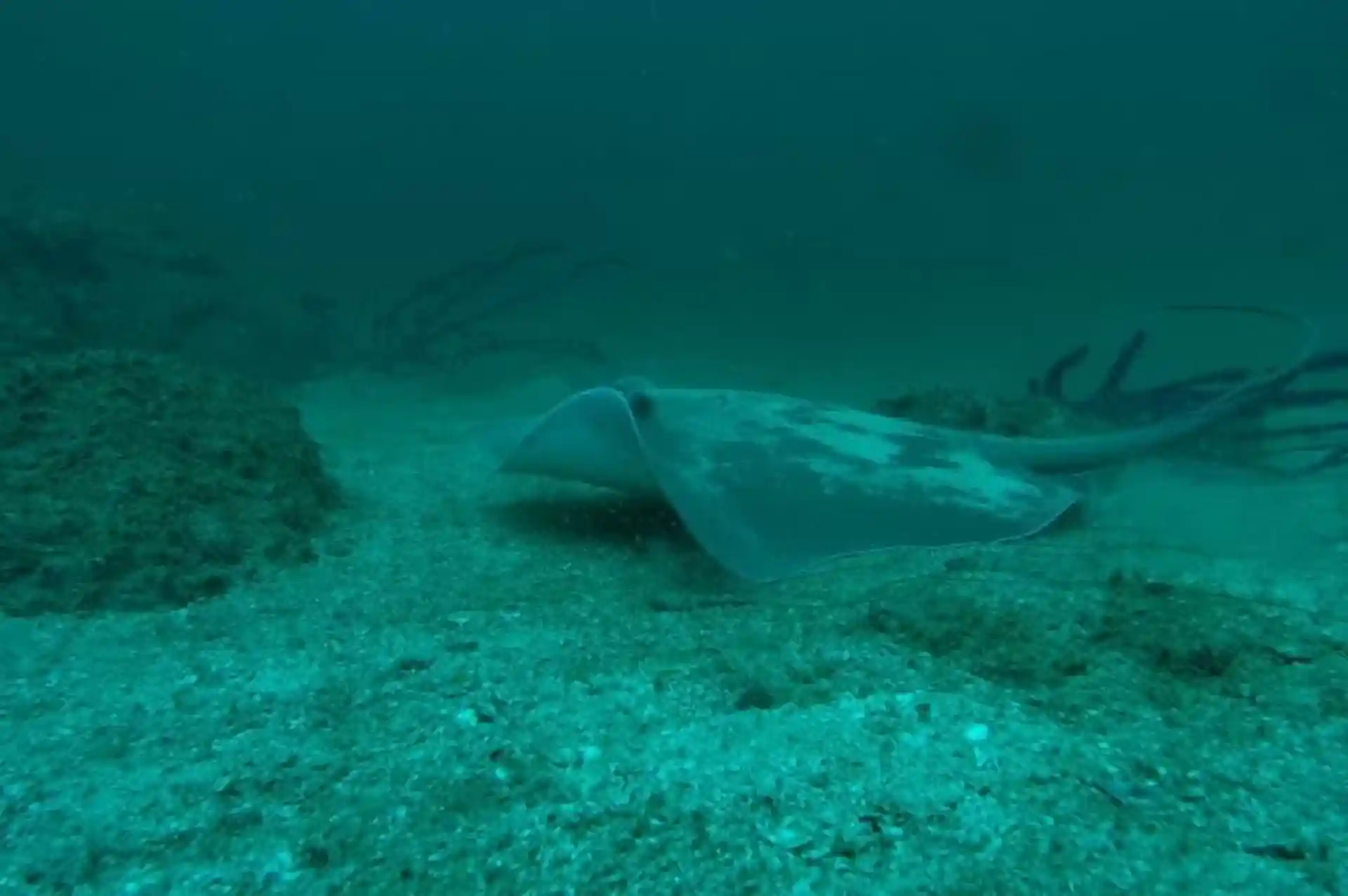 Dive site photo