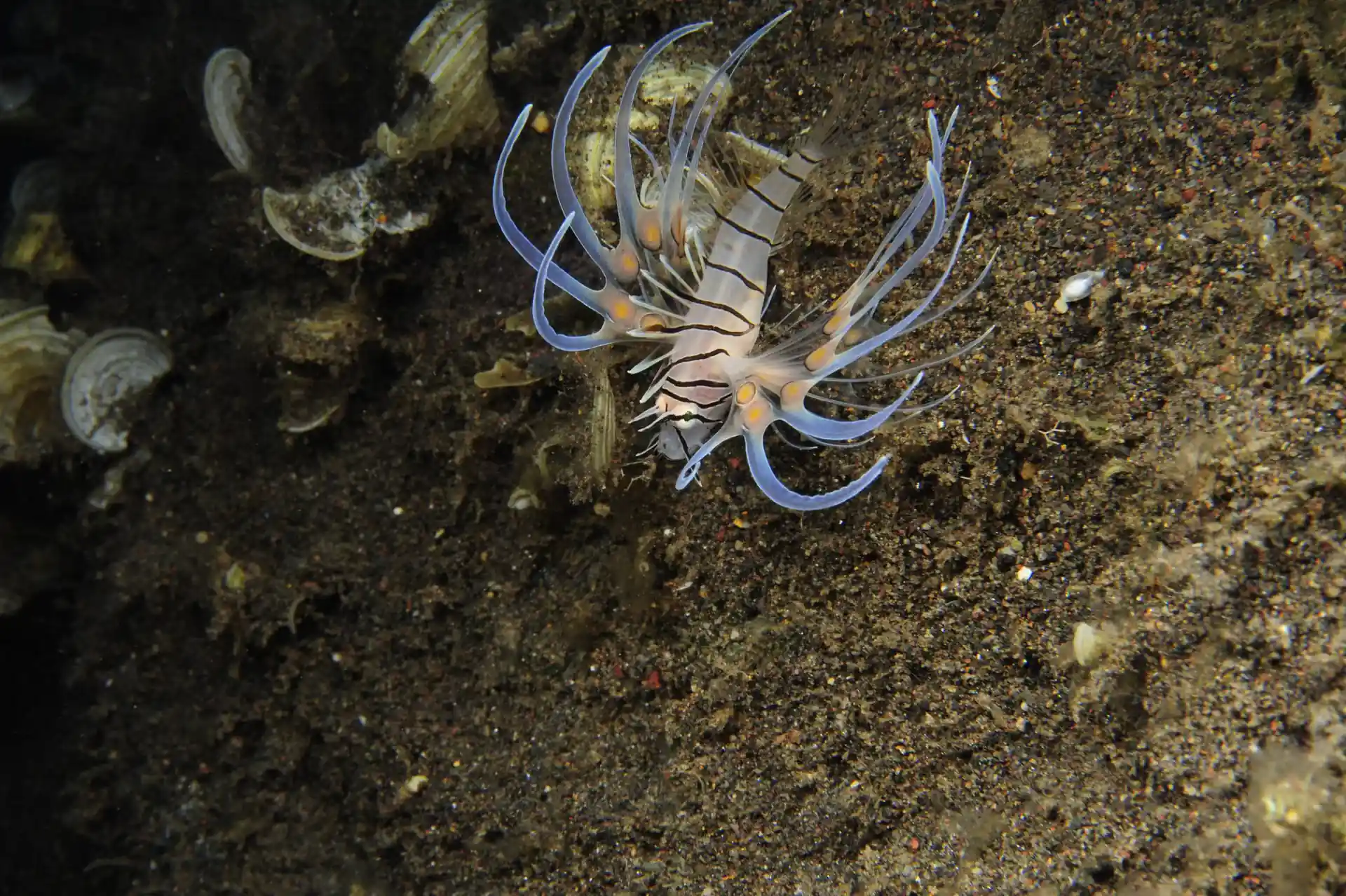 Dive site photo