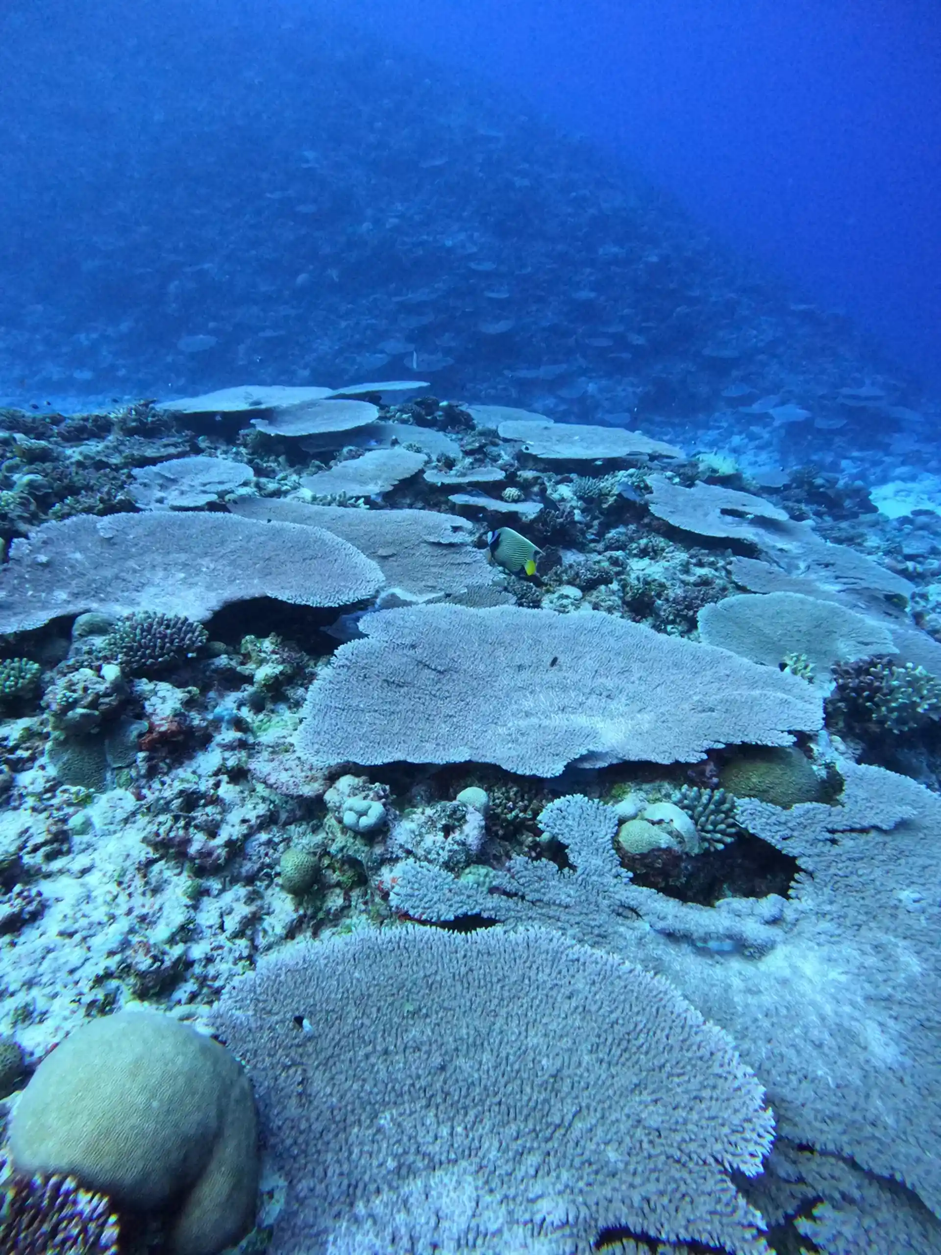 Dive site photo