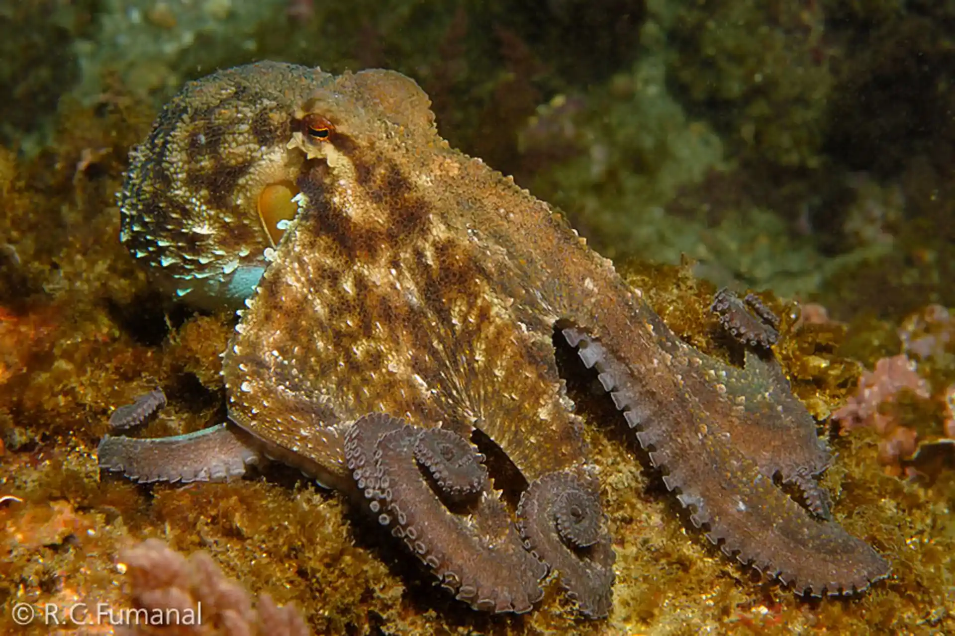 Dive site photo