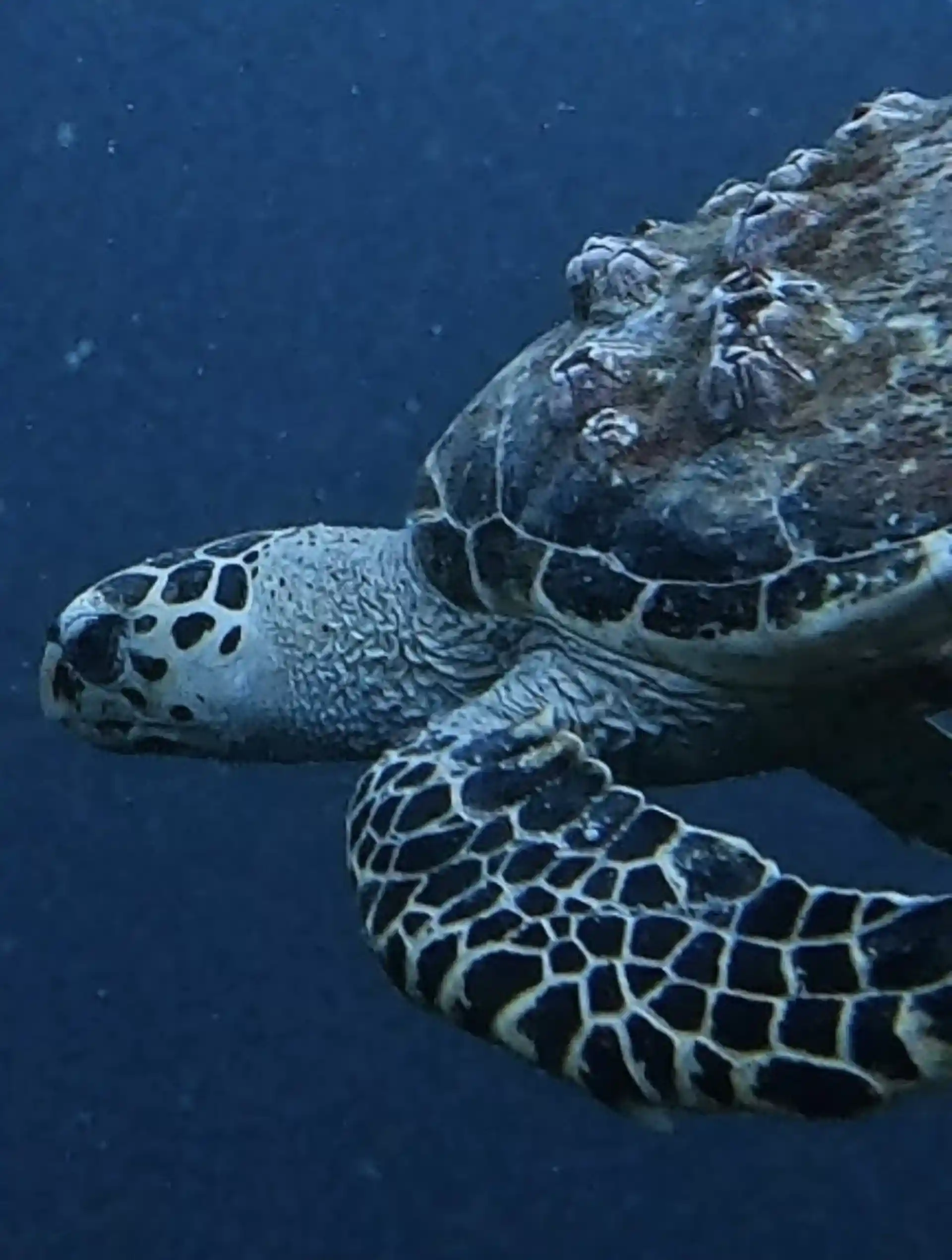 Dive shop photo