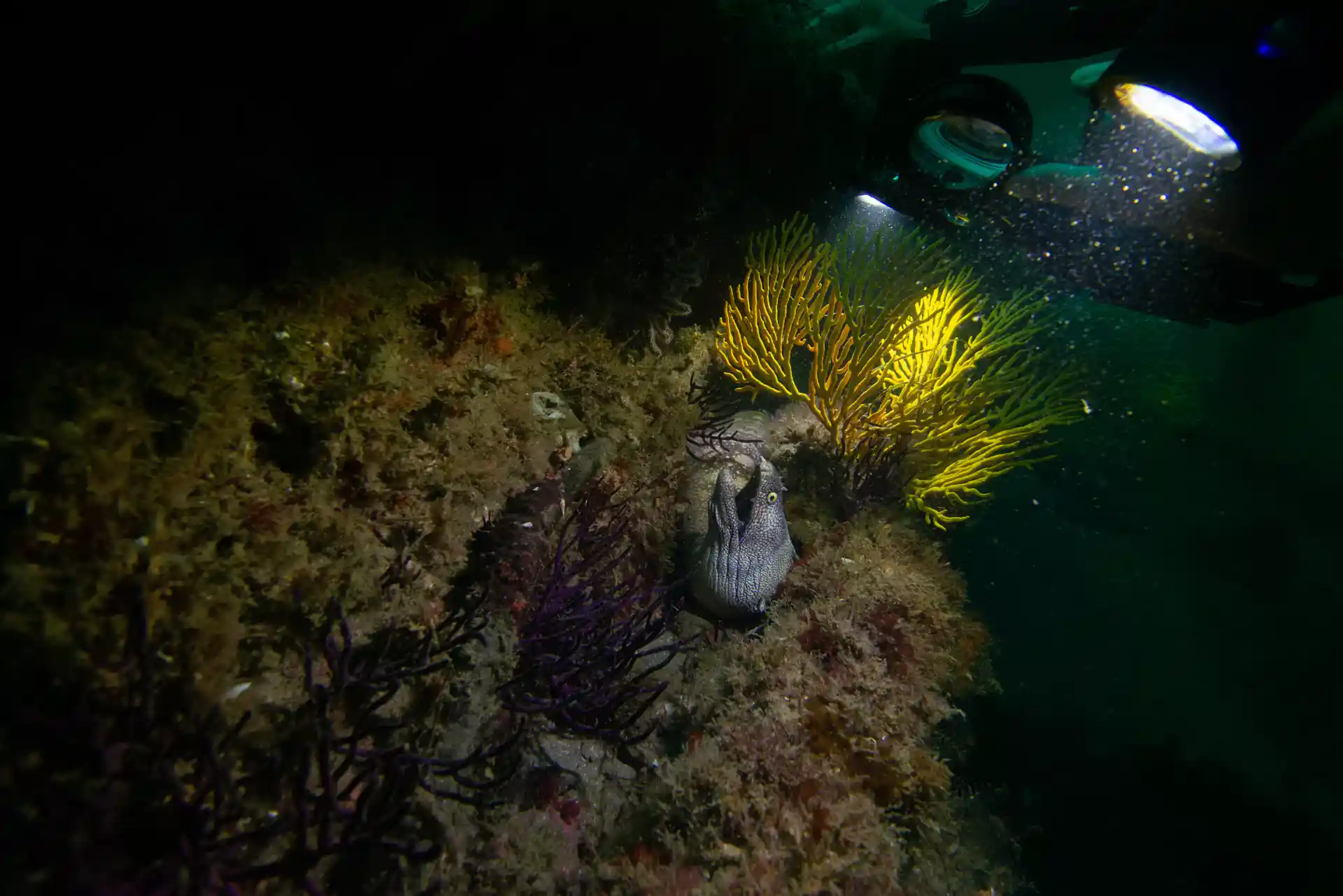 Night Diving in Pelican Rock is always an amazing experience!