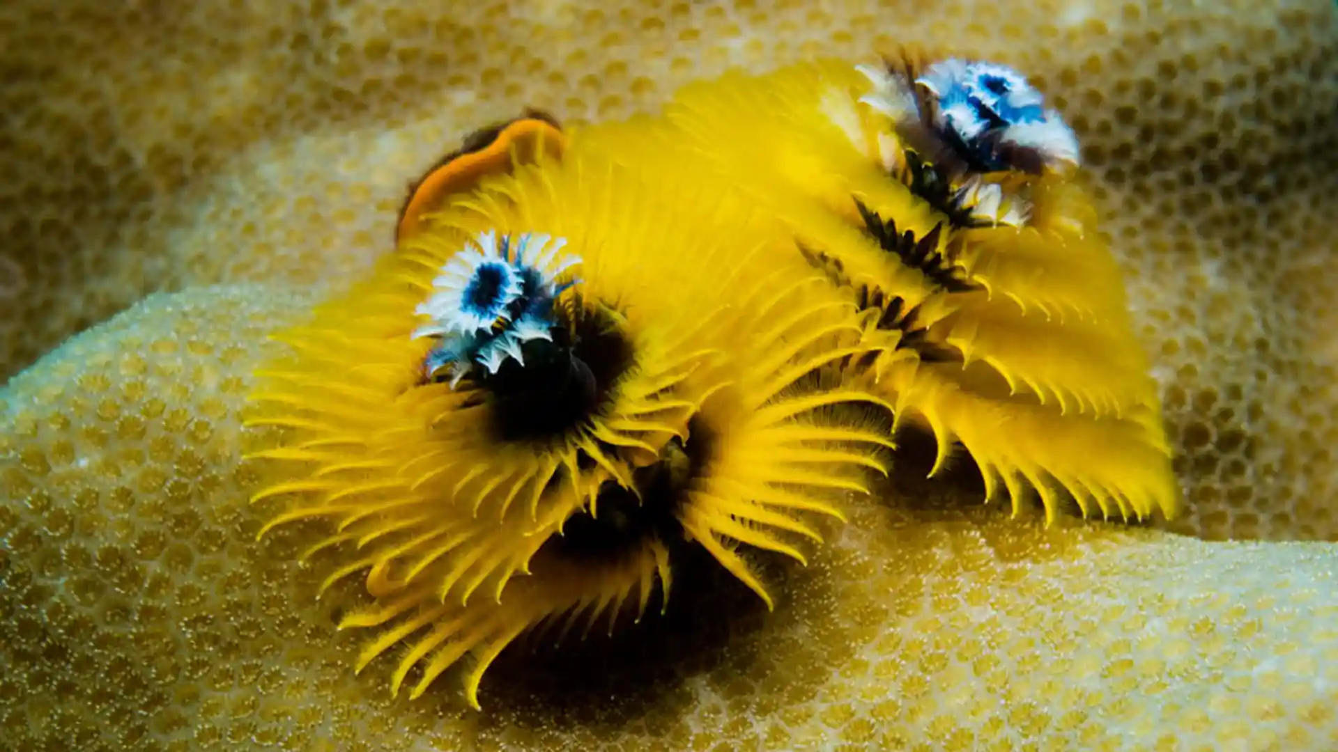 Foto van de duiklocatie