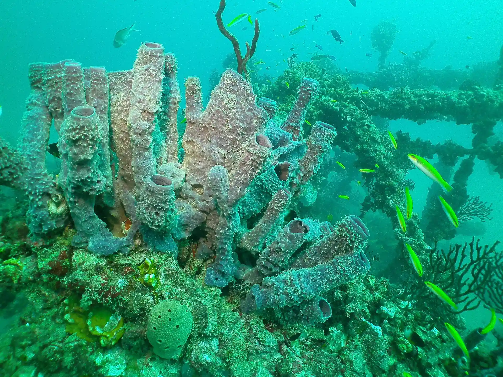 Dive site photo