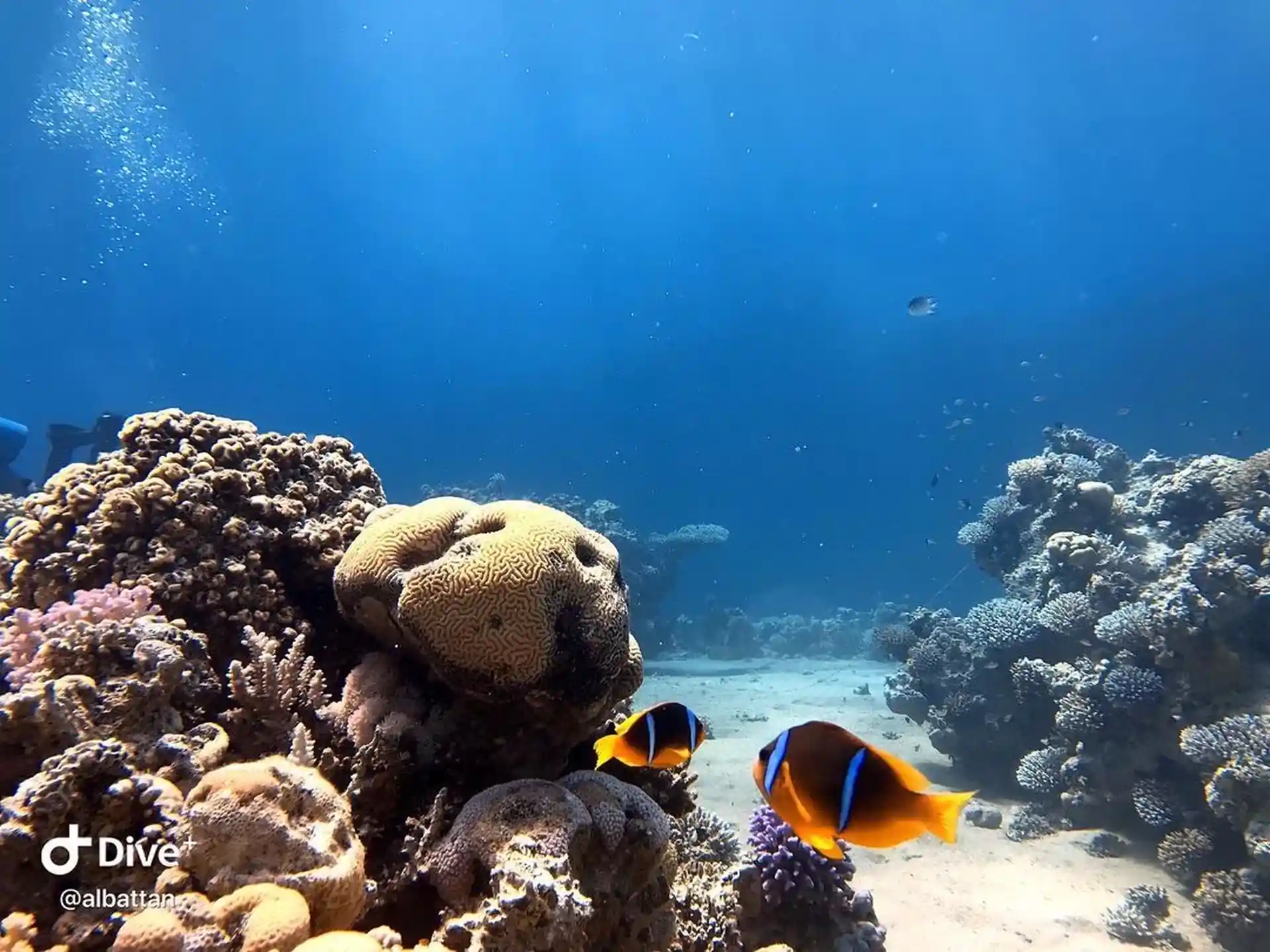 Dive shop photo